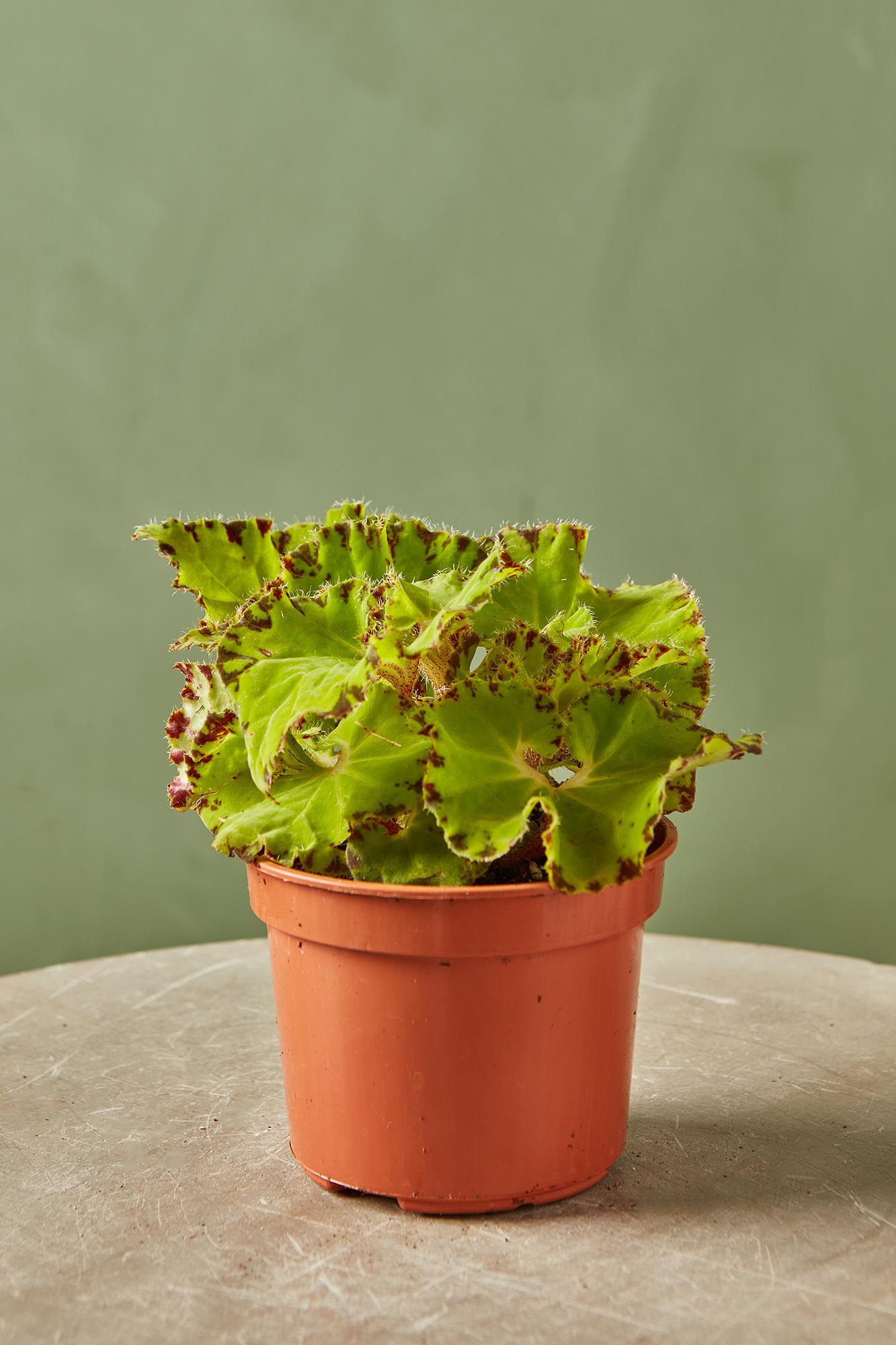 Rex Begonia 'Baby Dress'