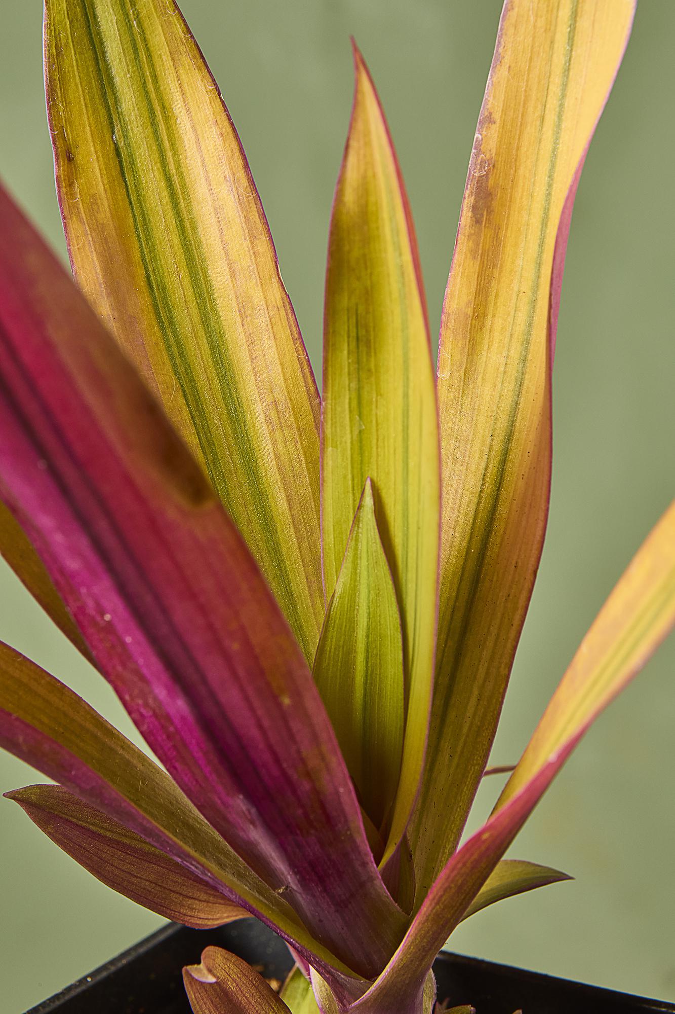 Oyster Plant 'Amber Waves'