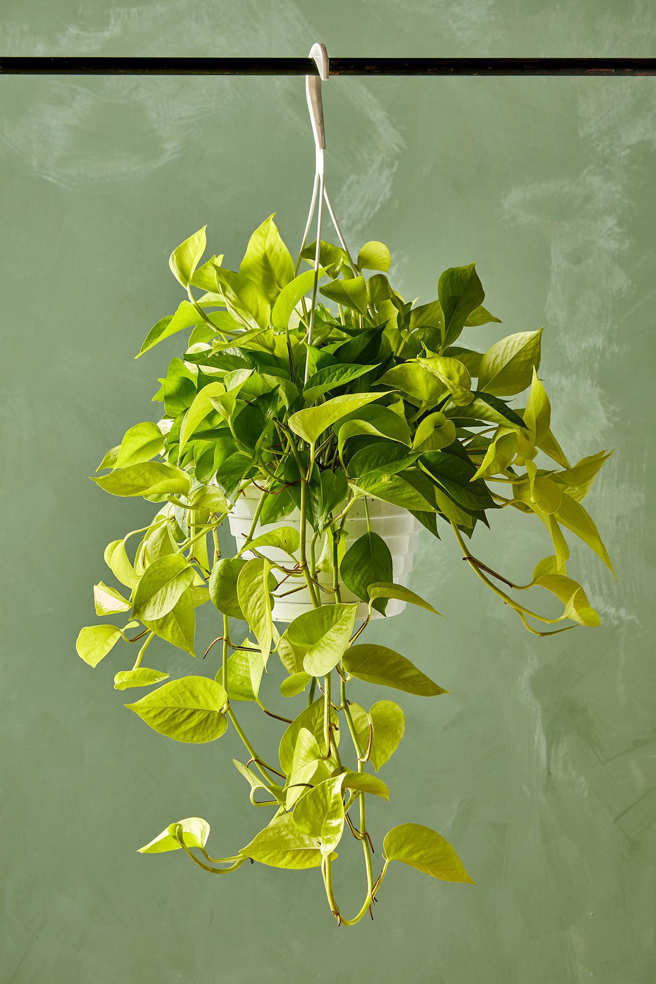 Neon Pothos