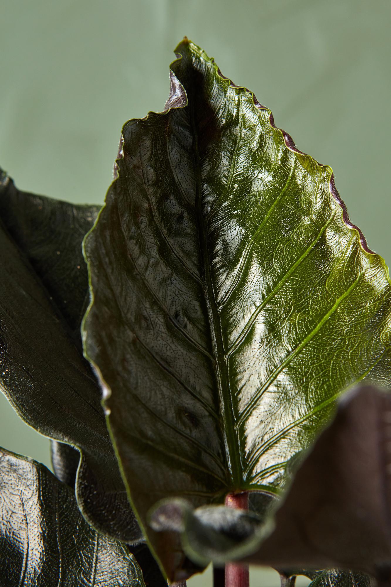 Alocasia 'Antoro Velvet'