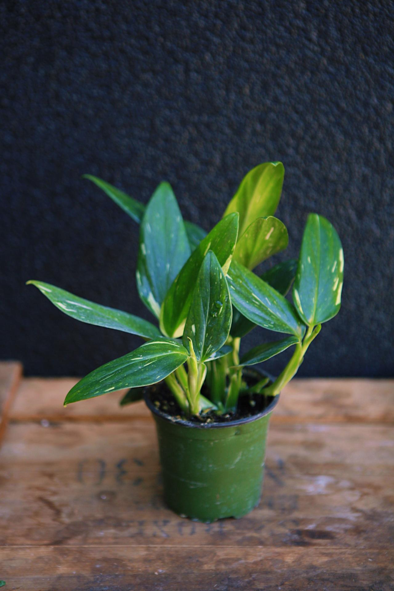 Monstera standleyana 'Albo'