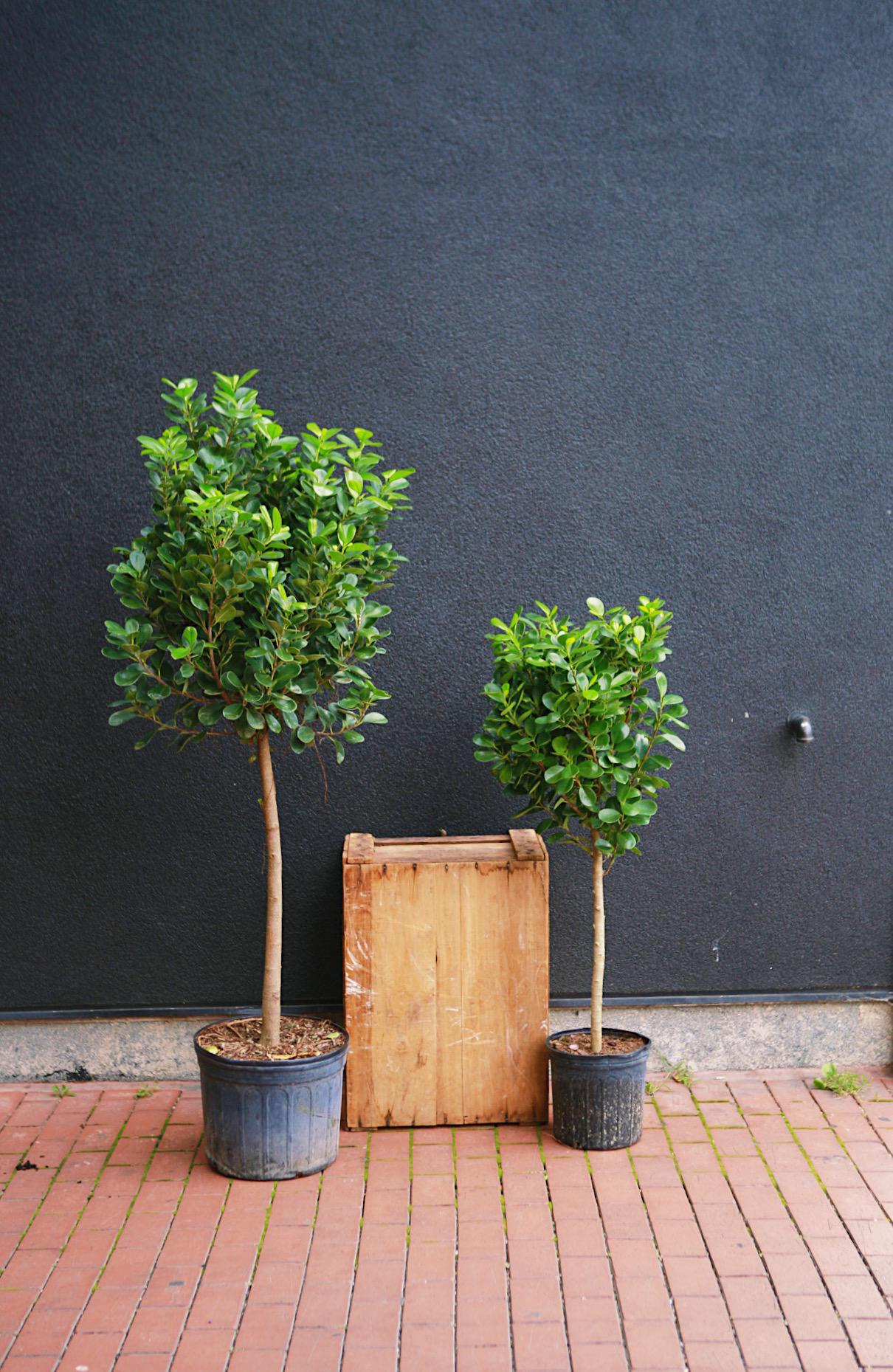 Ficus 'Moclame'