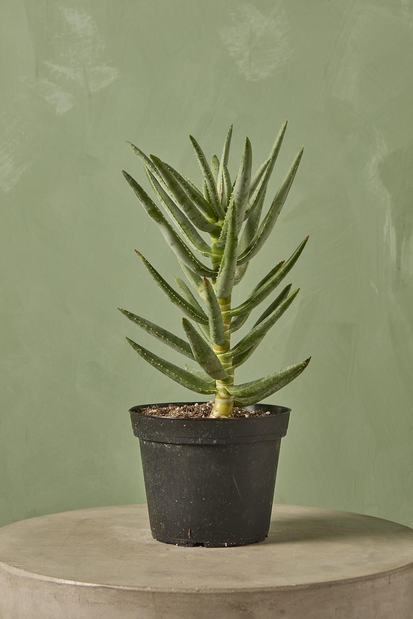 Aloe Quiver Tree