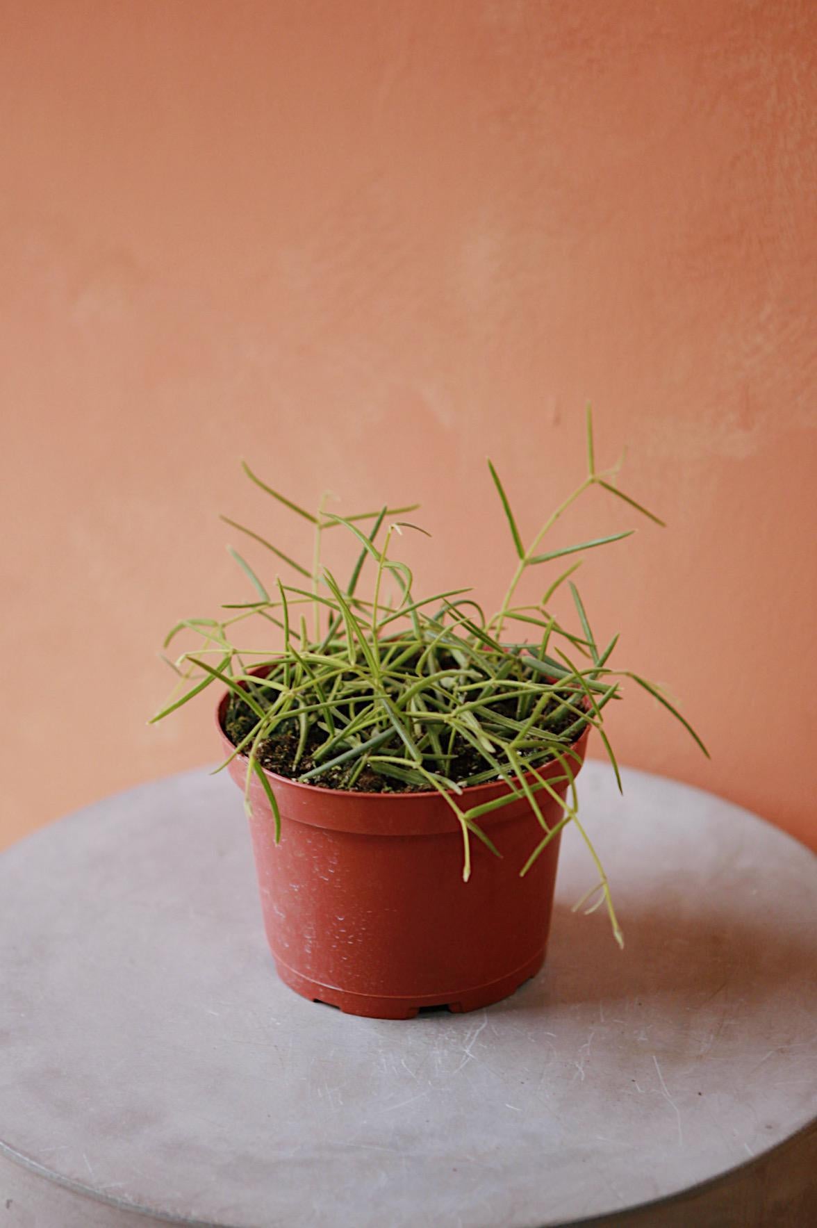 Hoya linearis