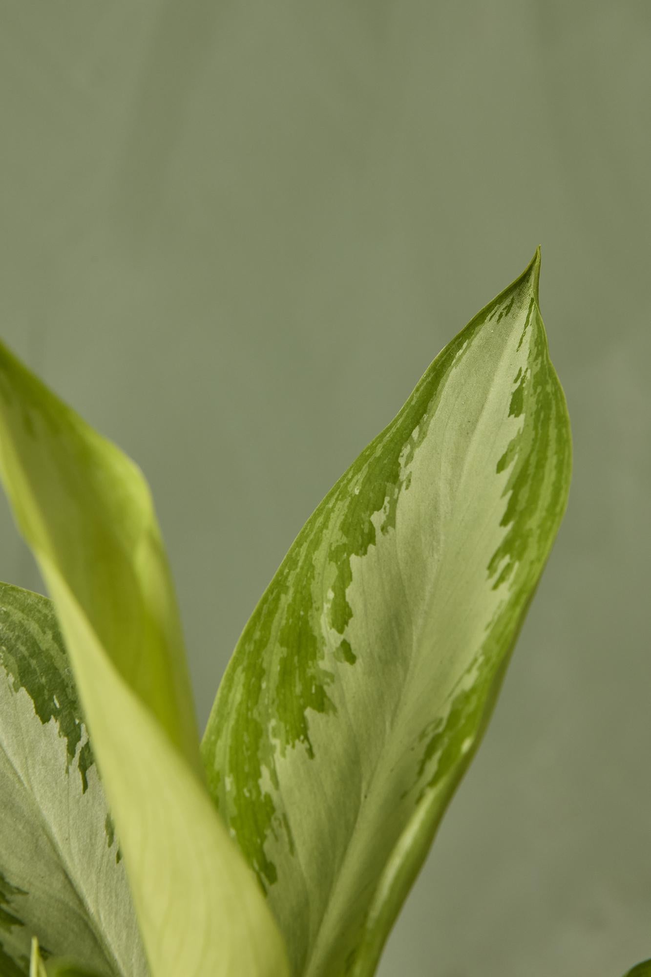 Aglaonema 'Leprechaun'