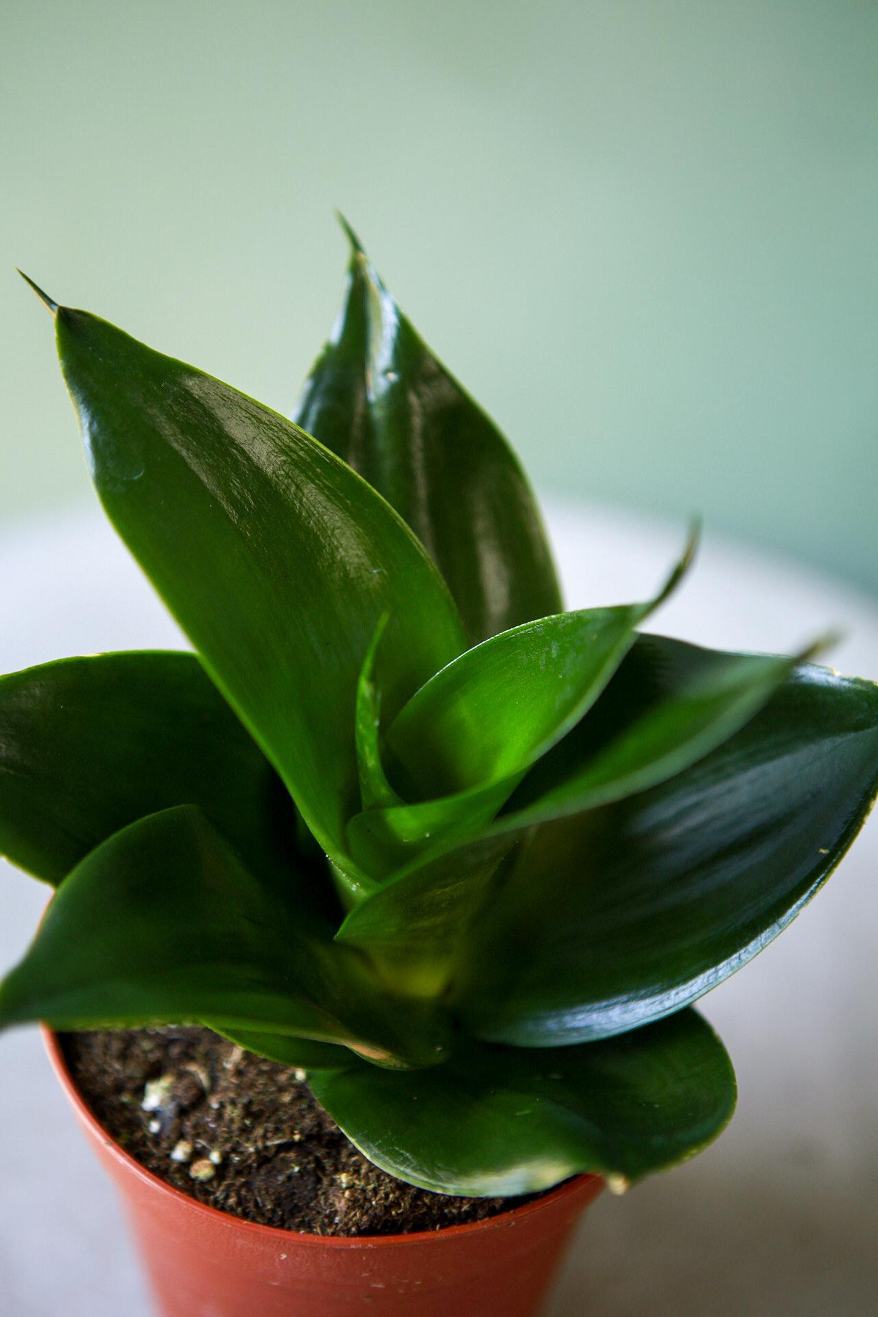 Snake Plant "Black Jade Hahnii"