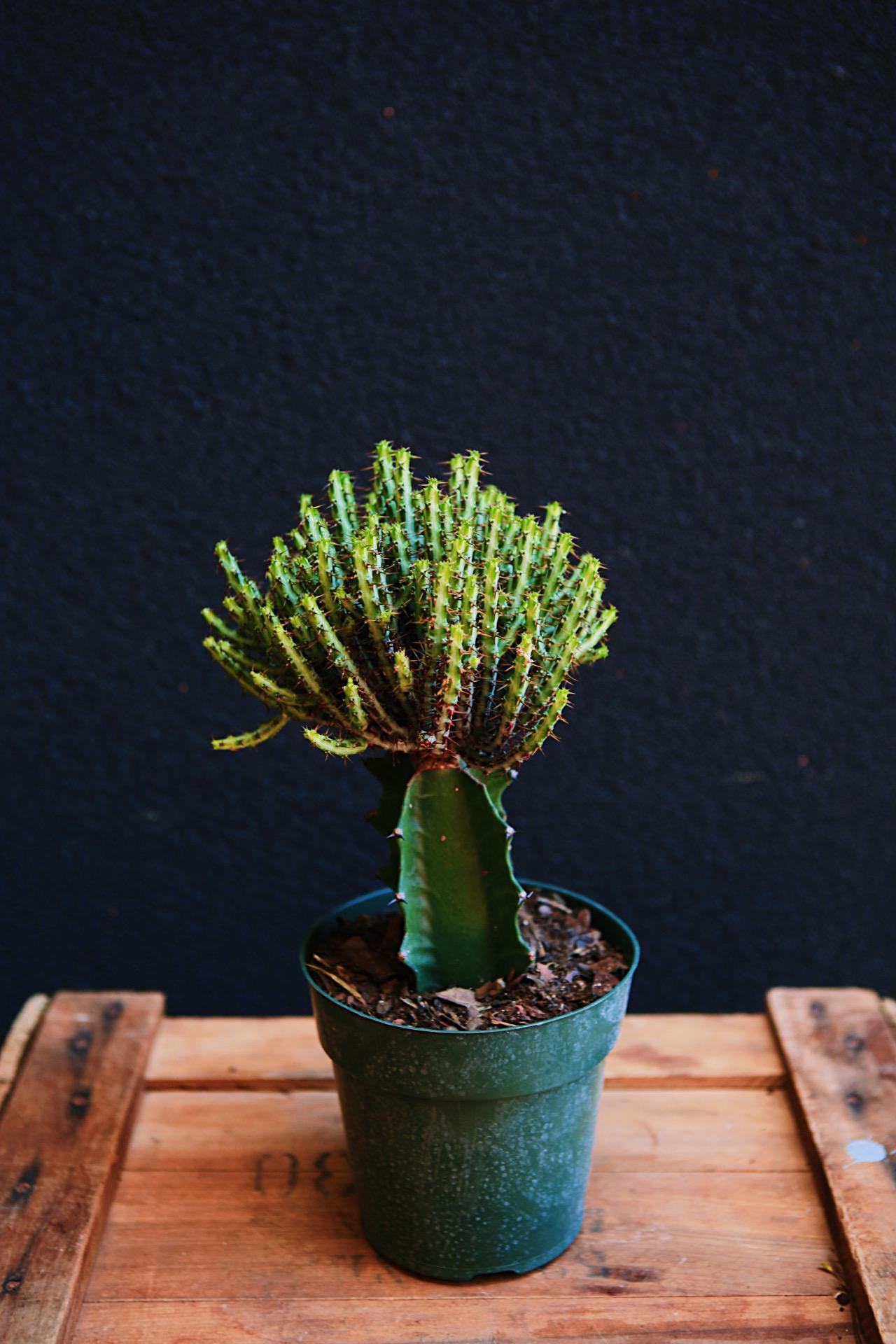 Blue Pencil Cactus