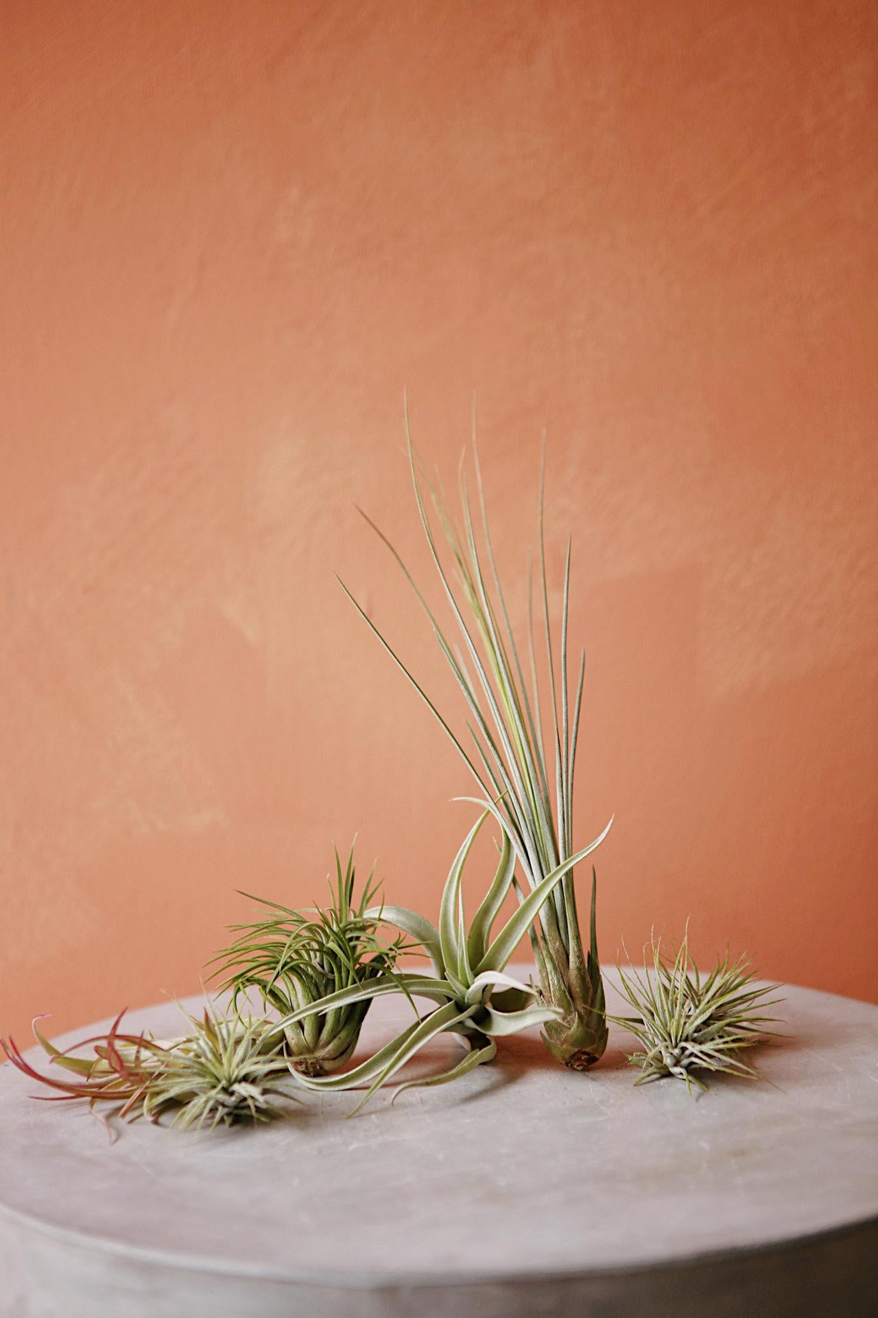 Air Plant