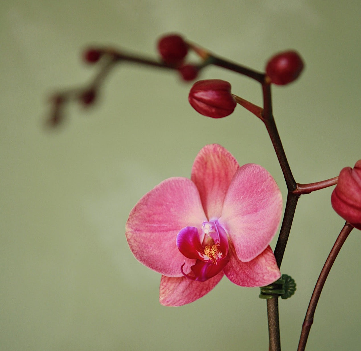 Orchid Workshop at REWILD Capitol Hill 2/11 @ 7PM