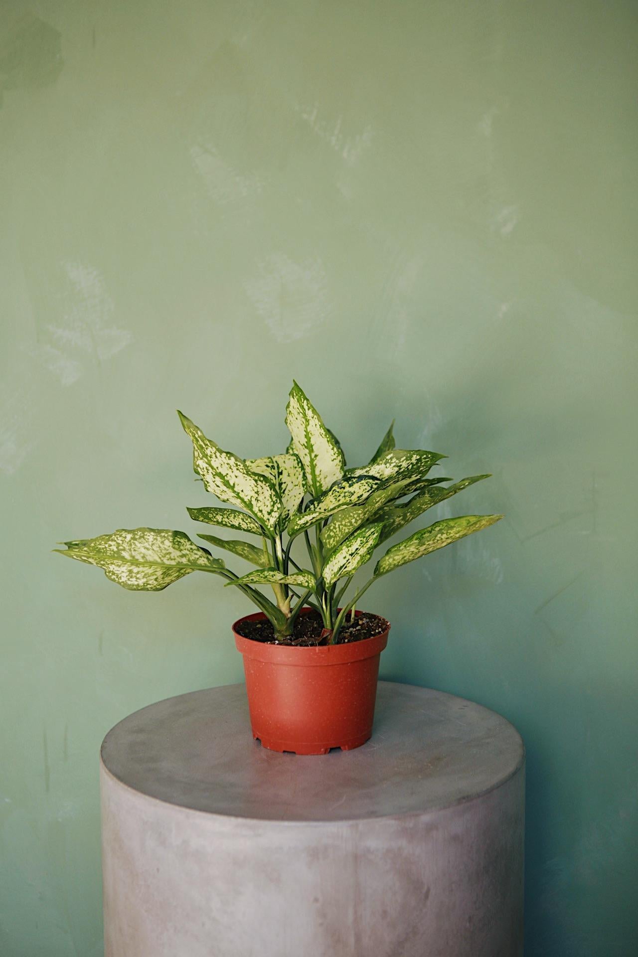 Aglaonema 'Osaka'