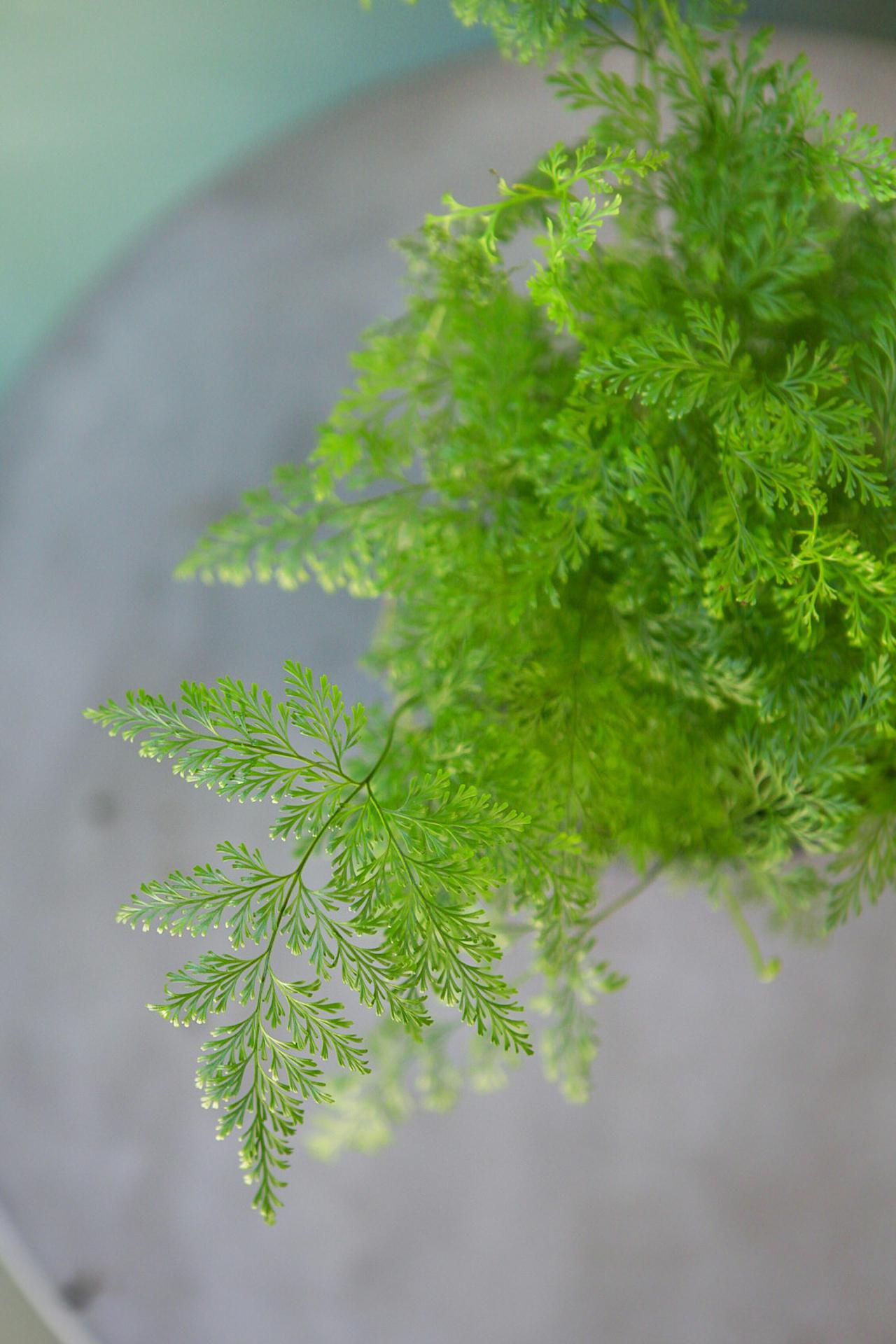 Rabbit's Foot Fern