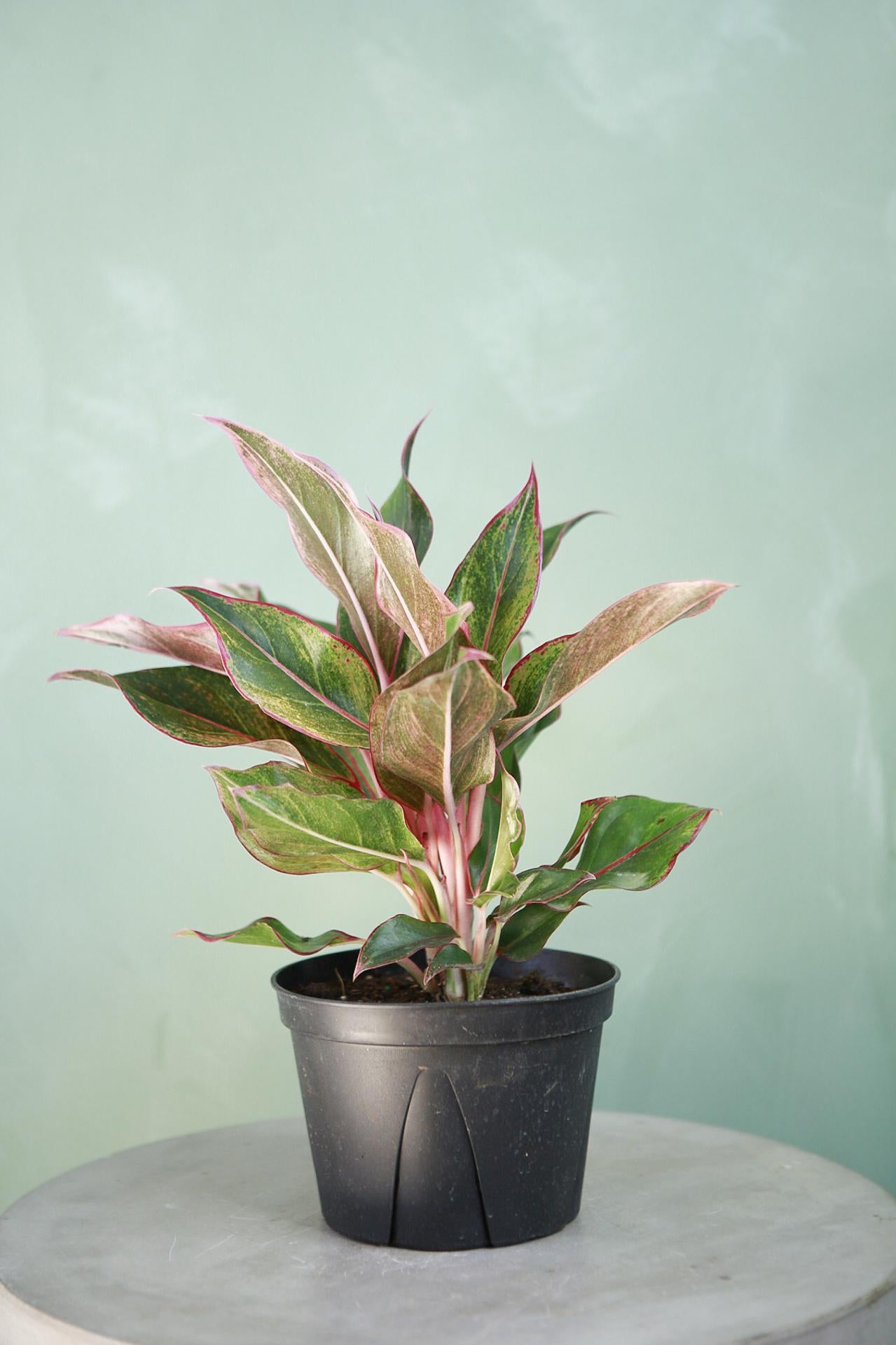 Aglaonema 'Siam'