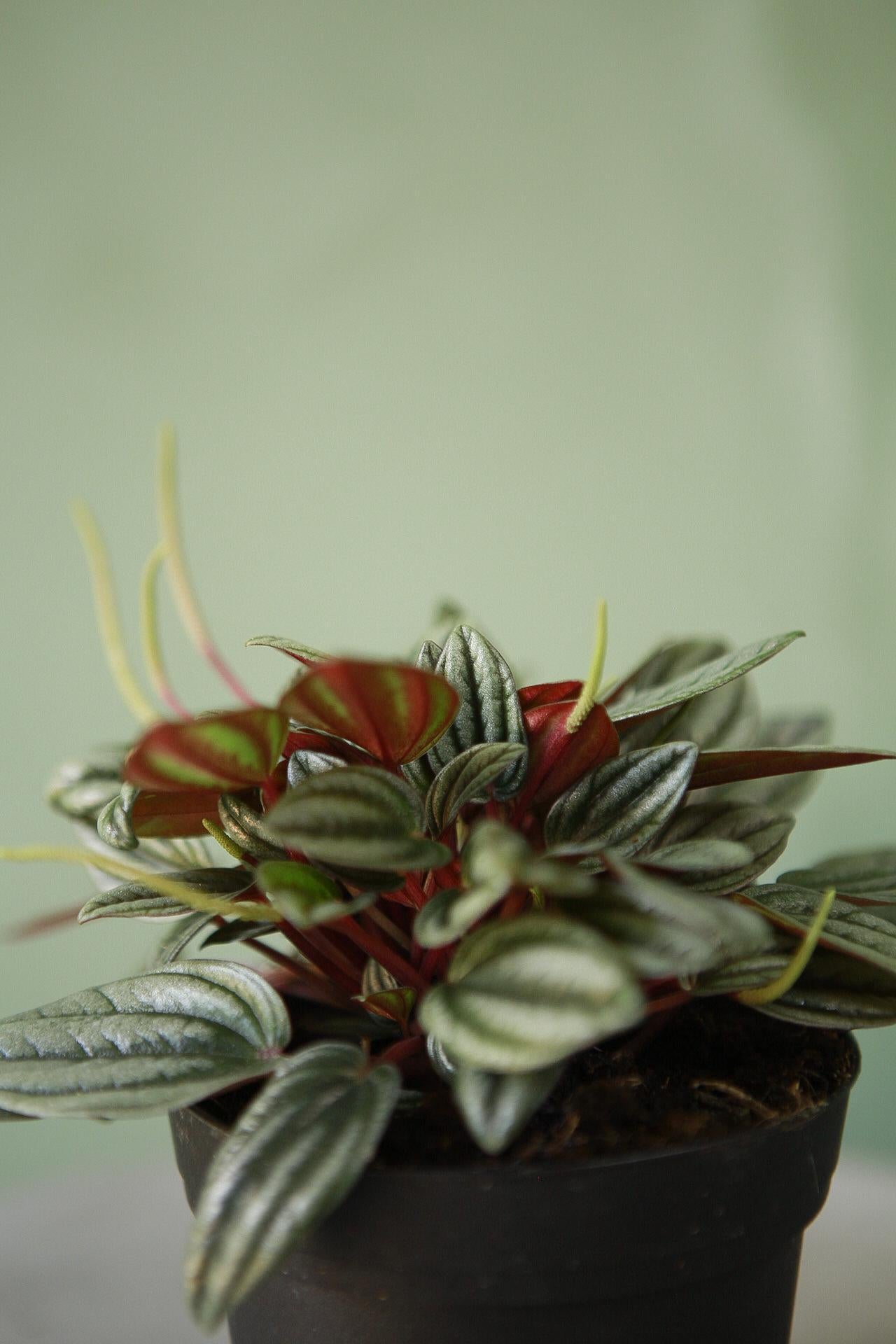 Peperomia 'Rosso'