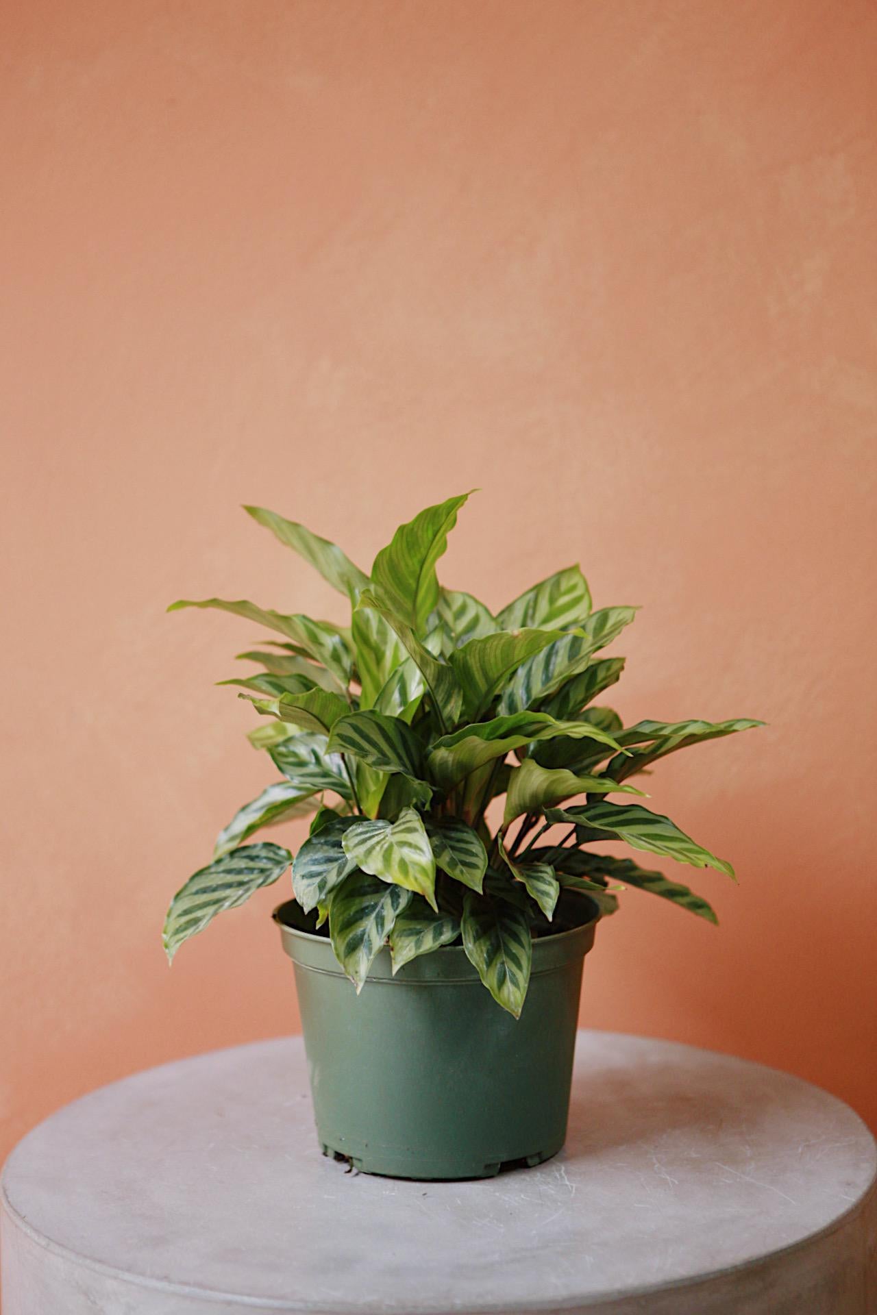 Calathea 'Freddie'