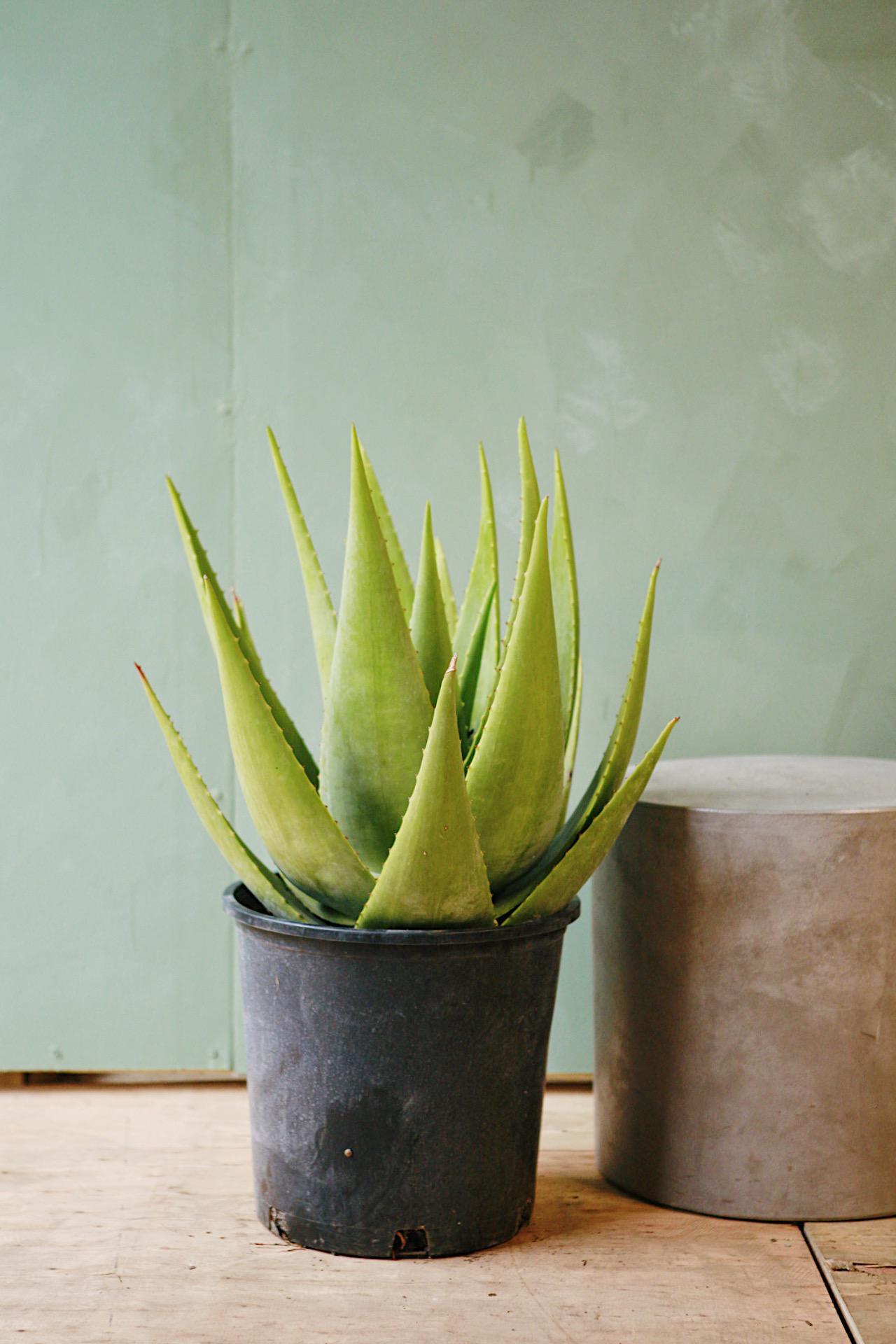 Hairy Green Aloe