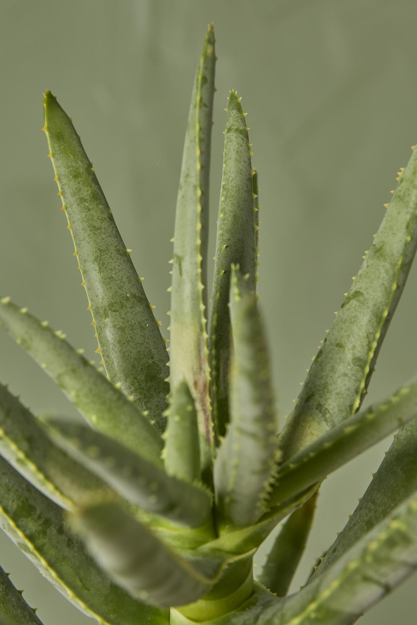 Aloe Quiver Tree