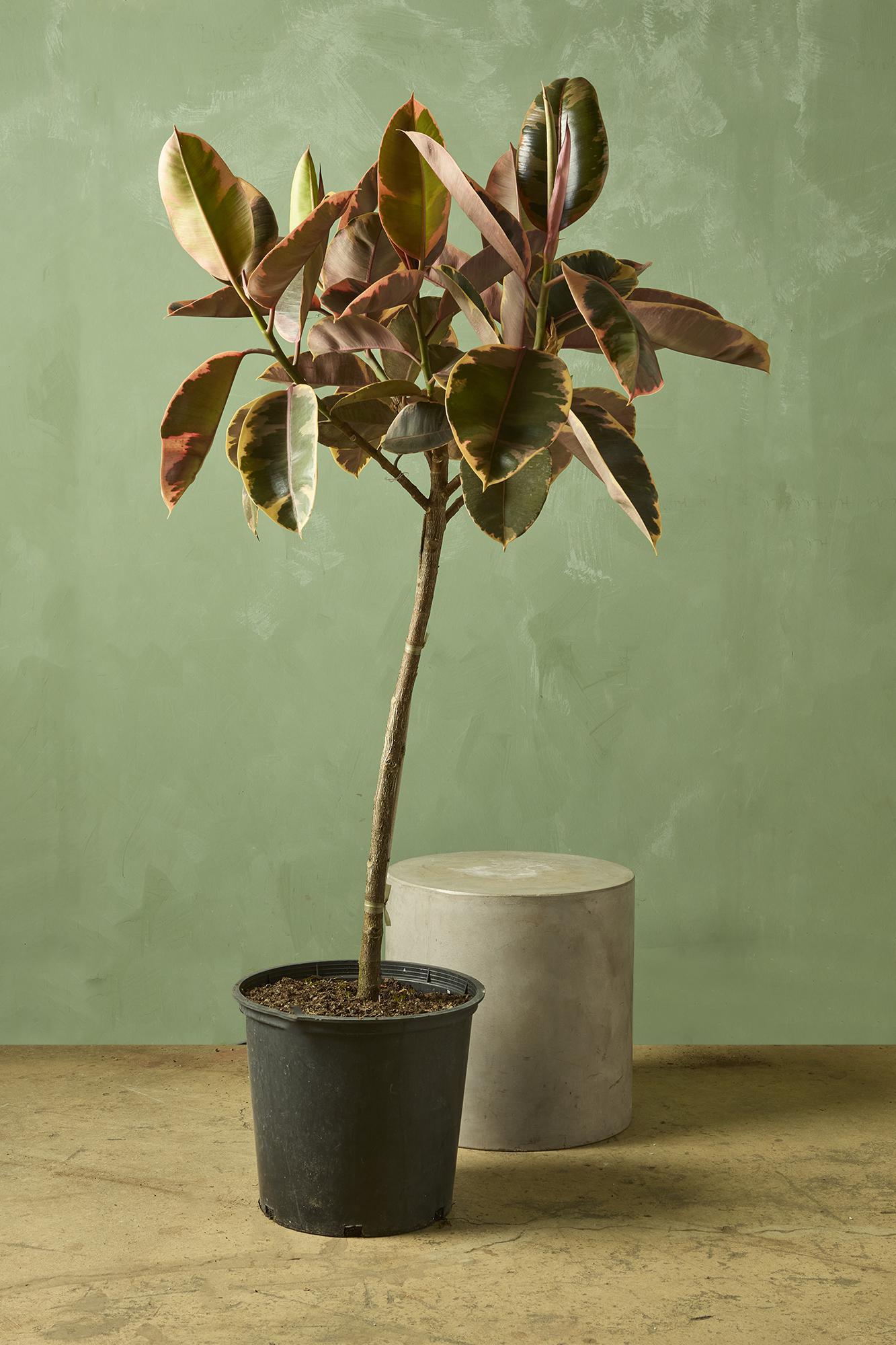 Ruby Red Rubber Plant