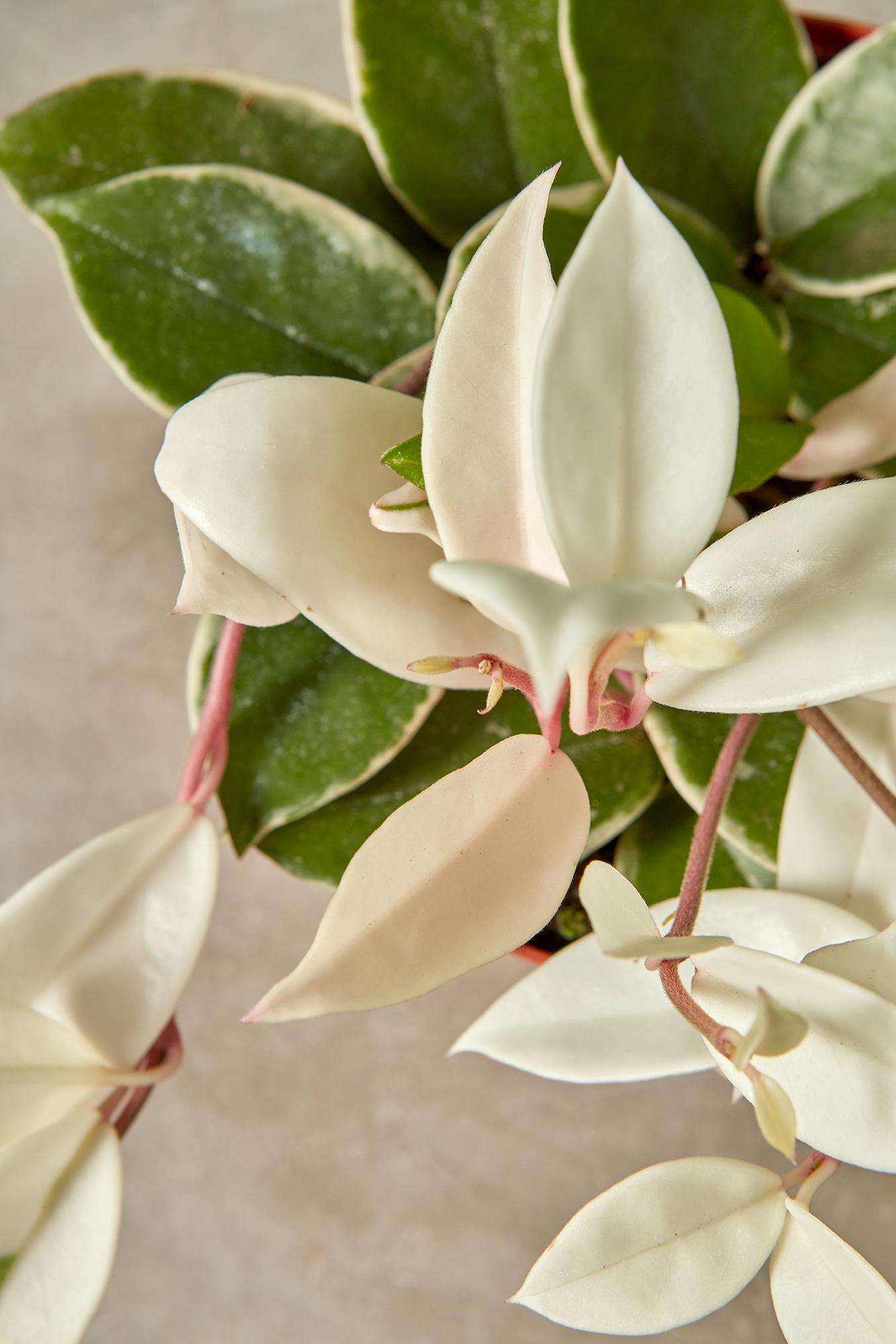 Hoya Krimson Queen