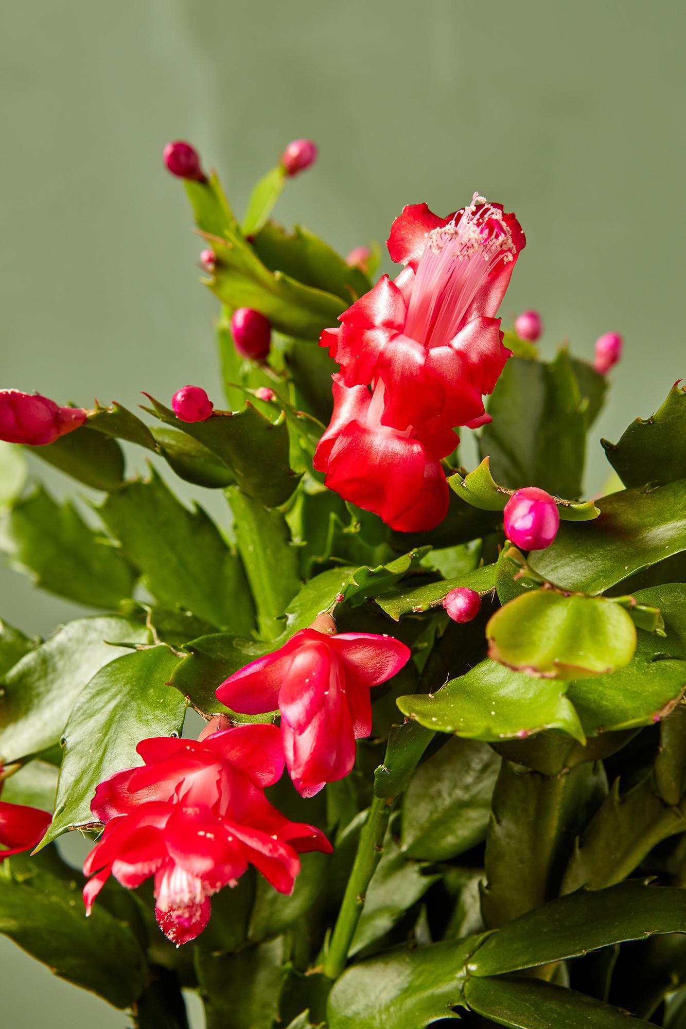 Christmas Cactus