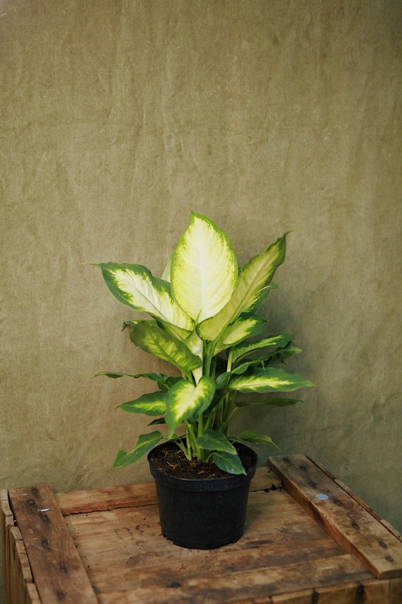 Dieffenbachia 'Camille'