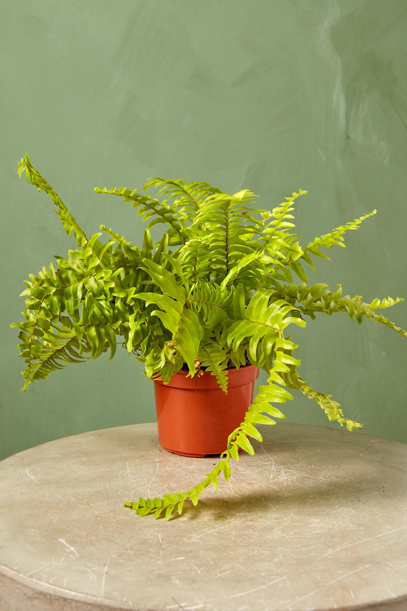 Yellow Boston Fern