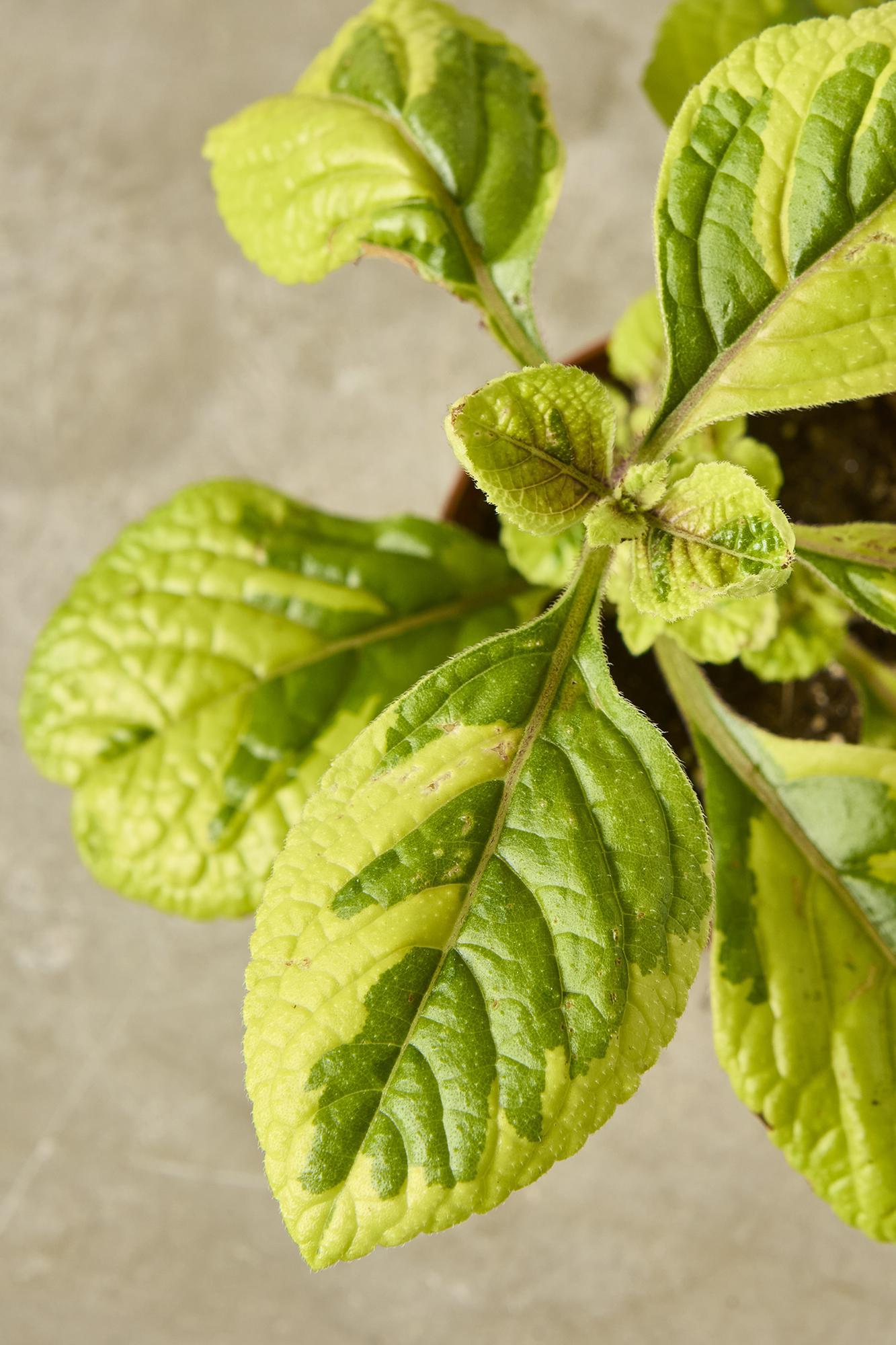 Plectranthus 'Lemon Lime'