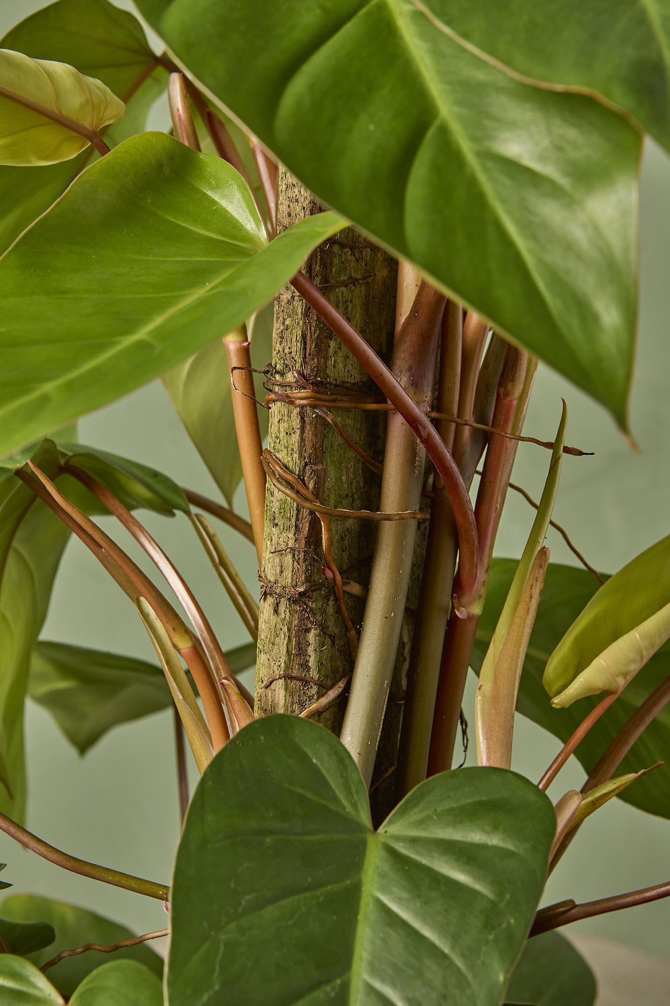 Philodendron 'Red Emerald'