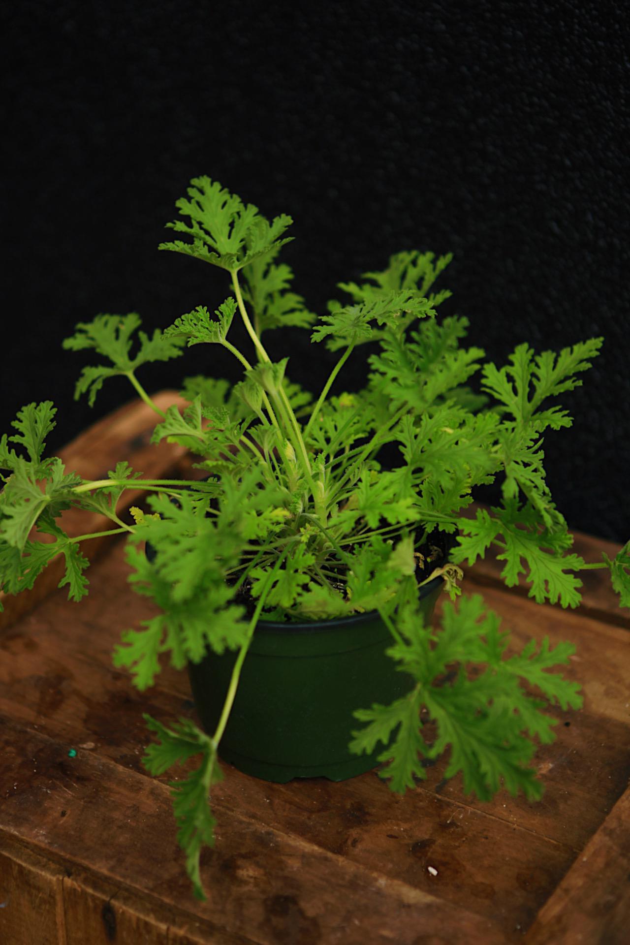 Citronella Plant