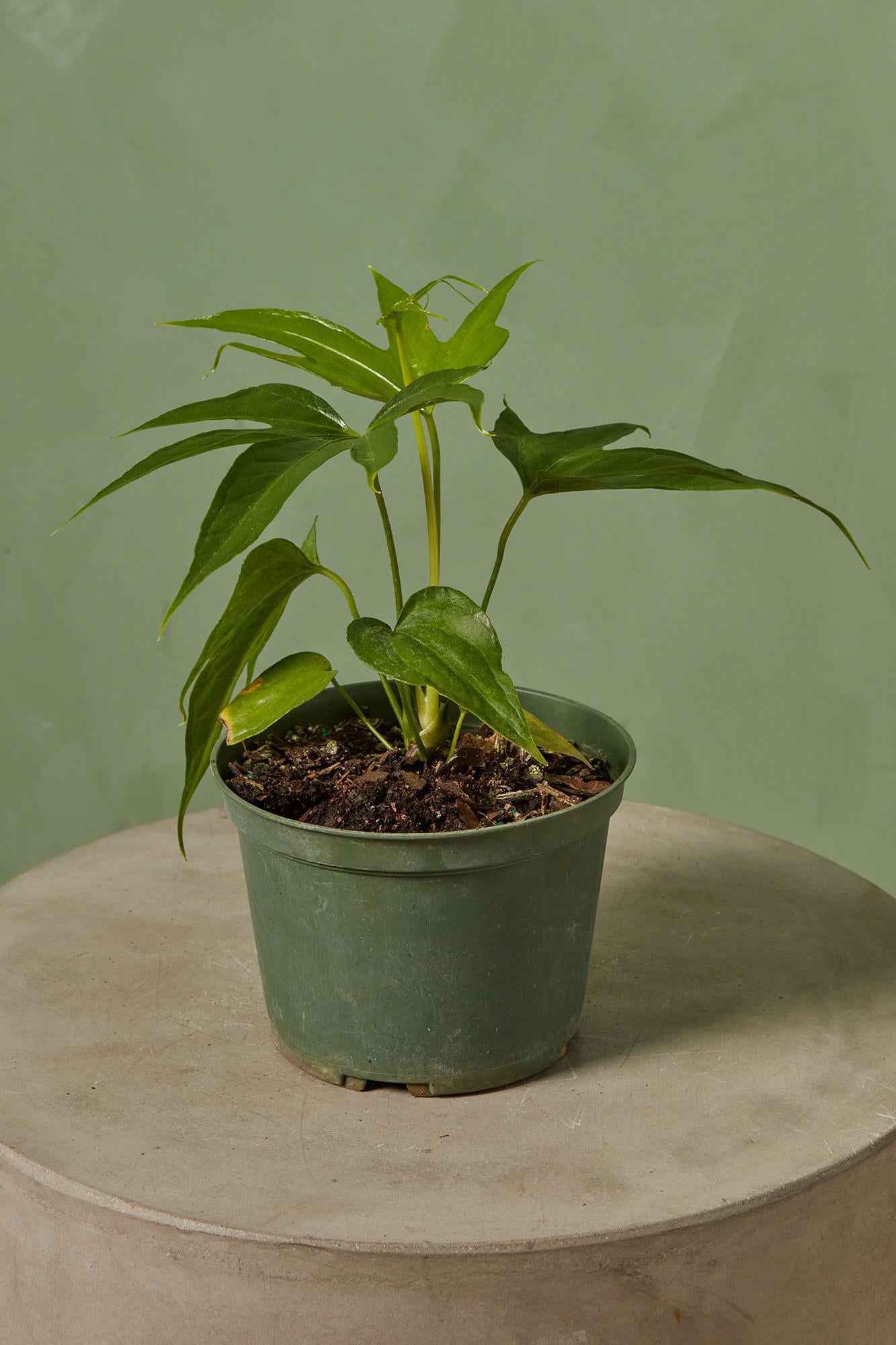 Anthurium 'Fingers'