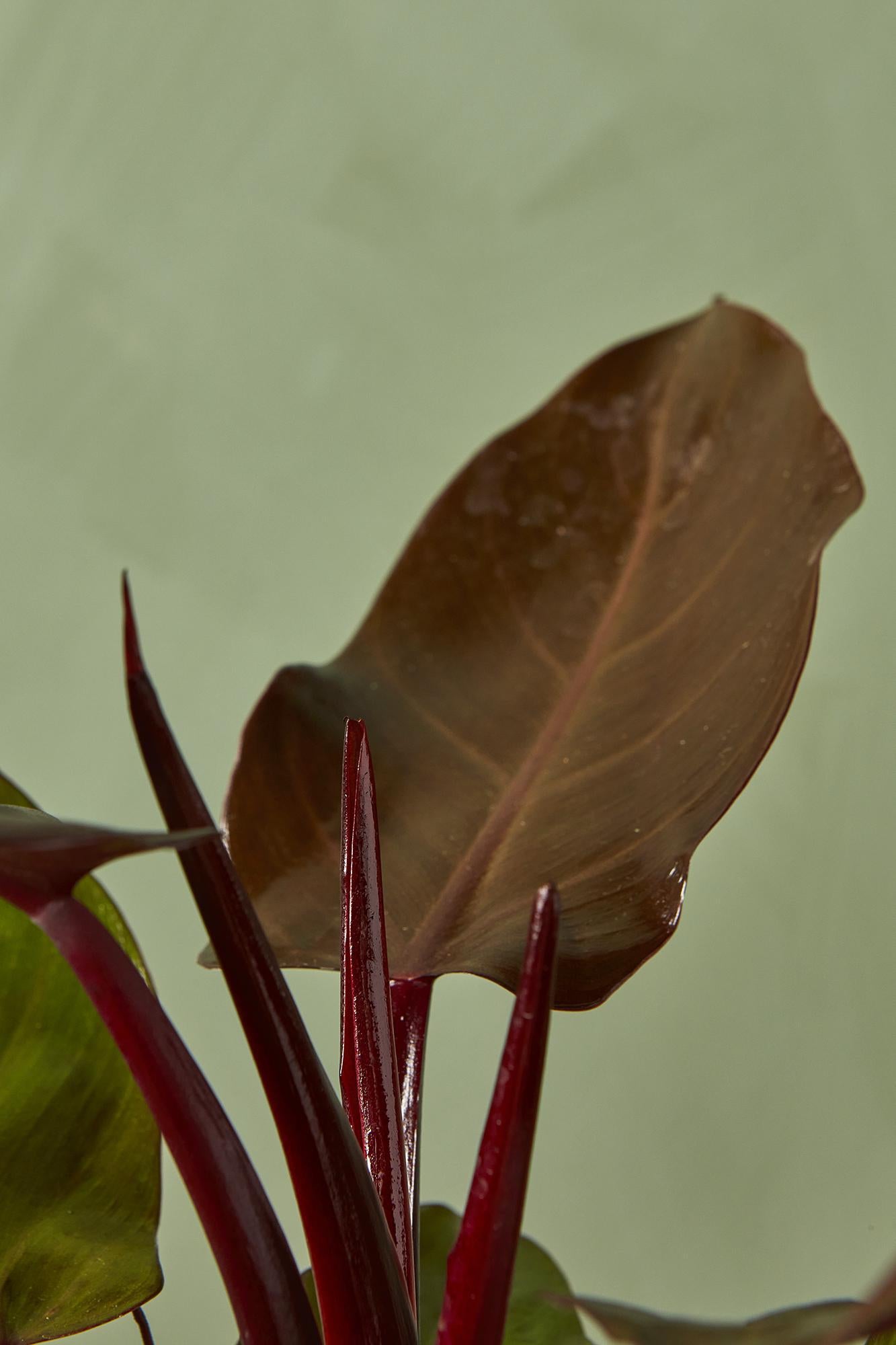 Philodendron 'McColley's Finale'