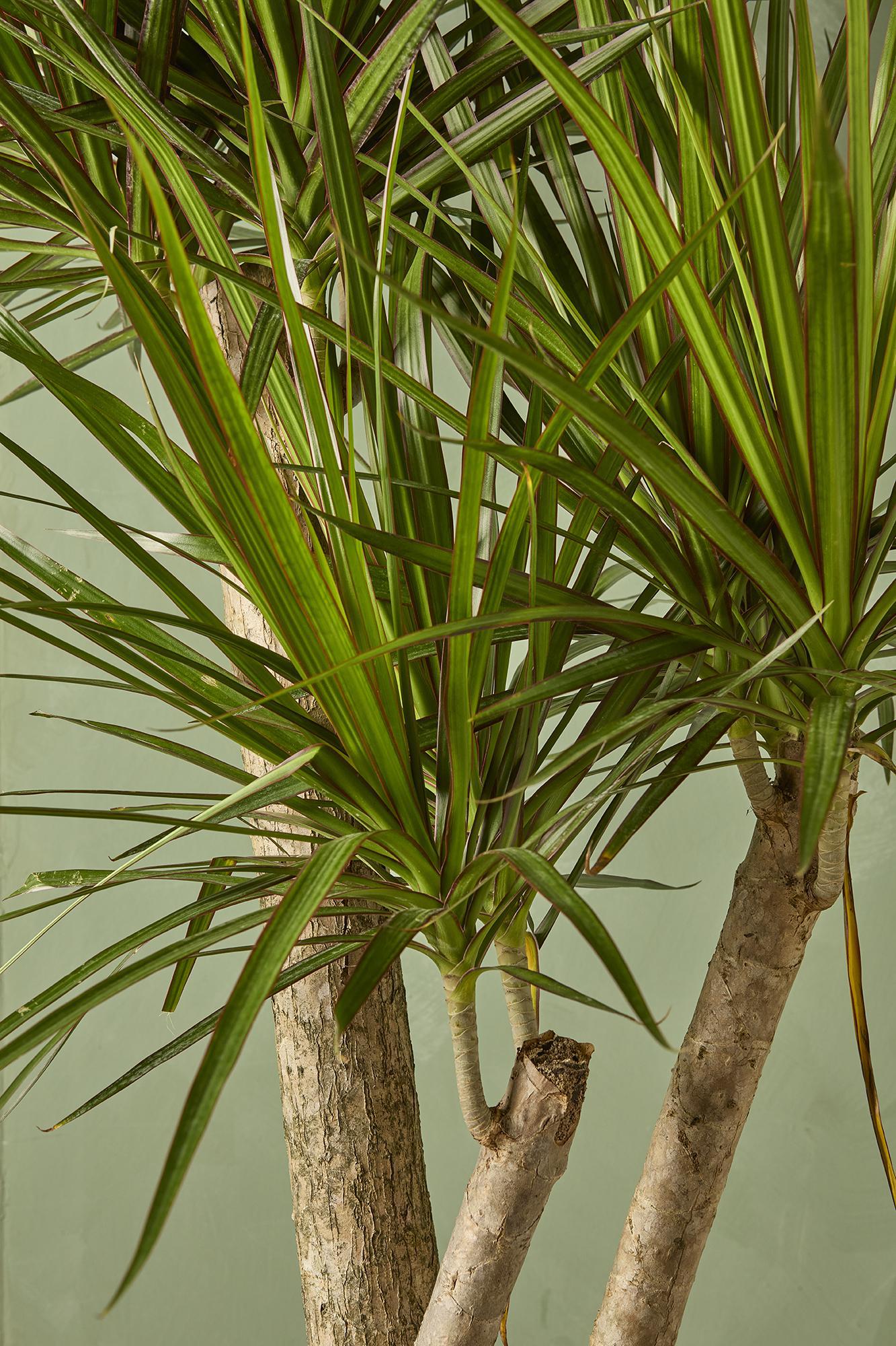 Dracaena Marginata Stump