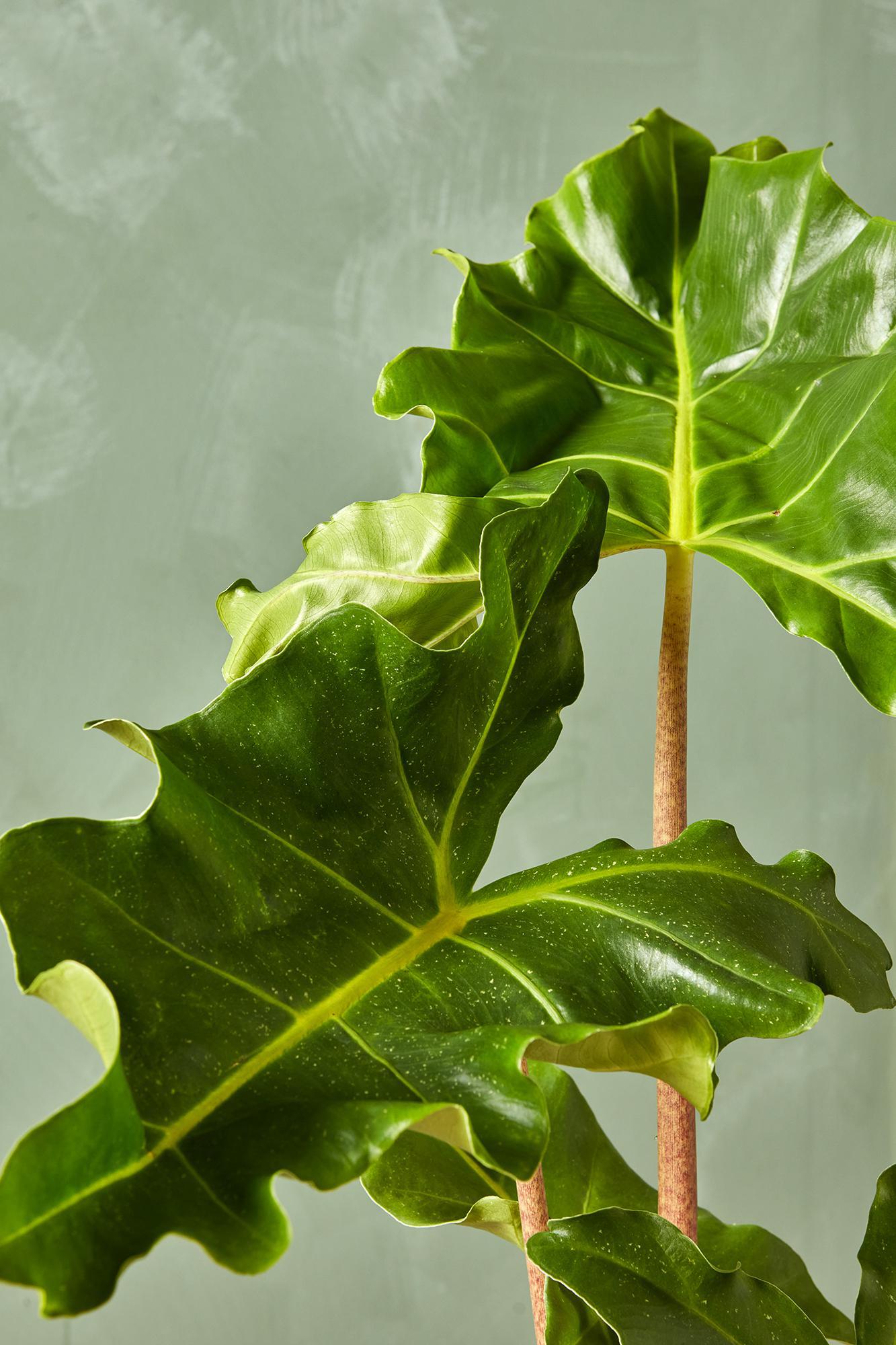 Alocasia 'Golden good Dragon' 6