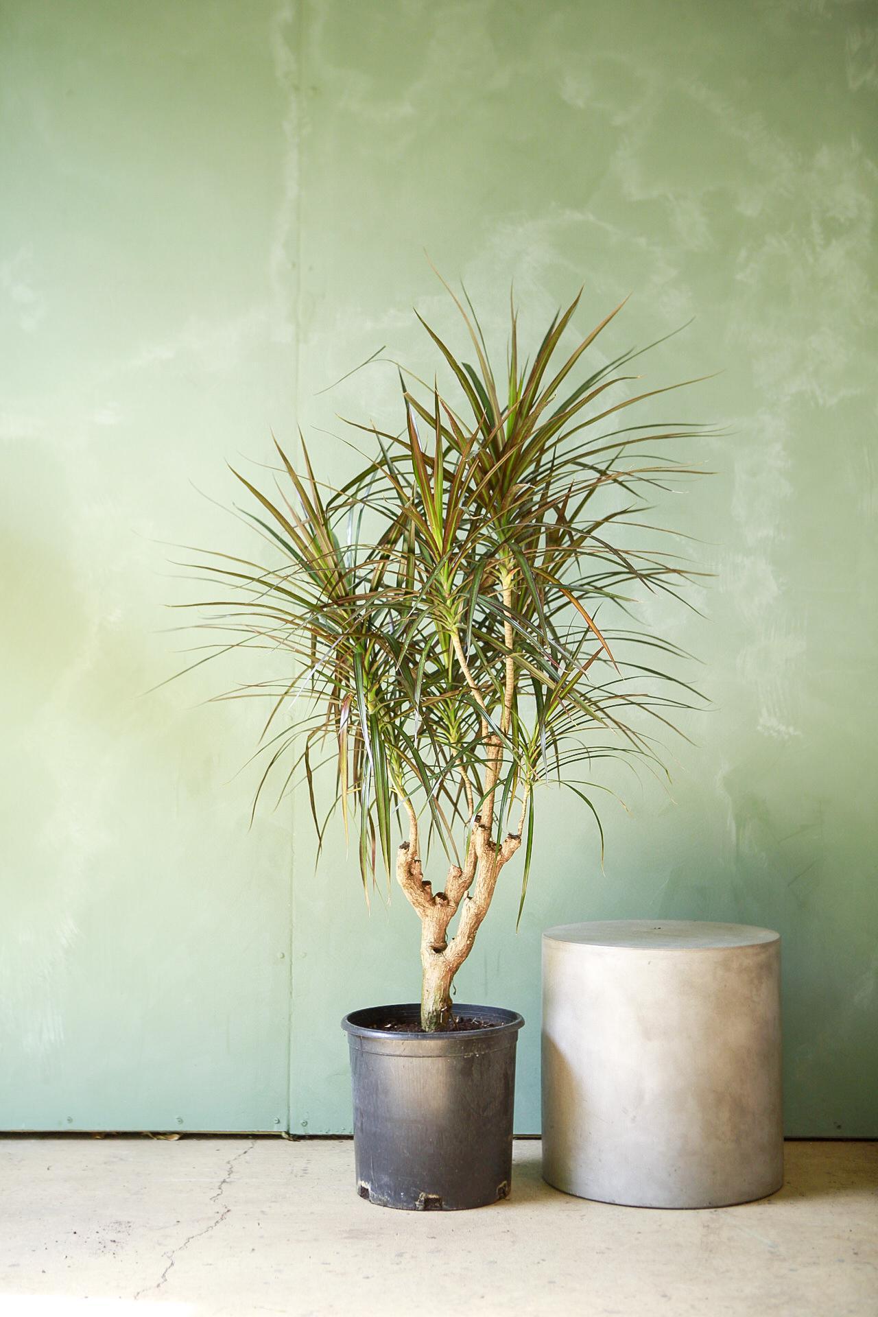 Dracaena 'Magenta'