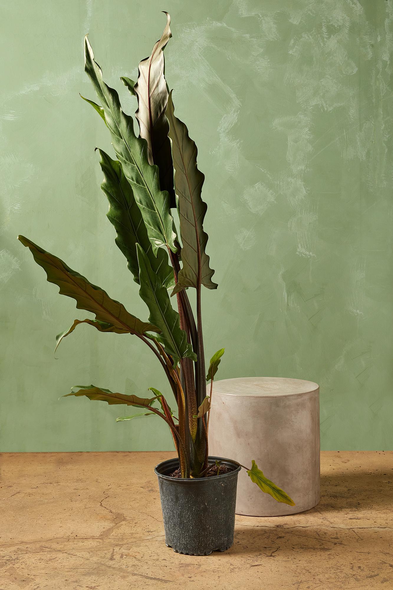 Alocasia lauterbachiana