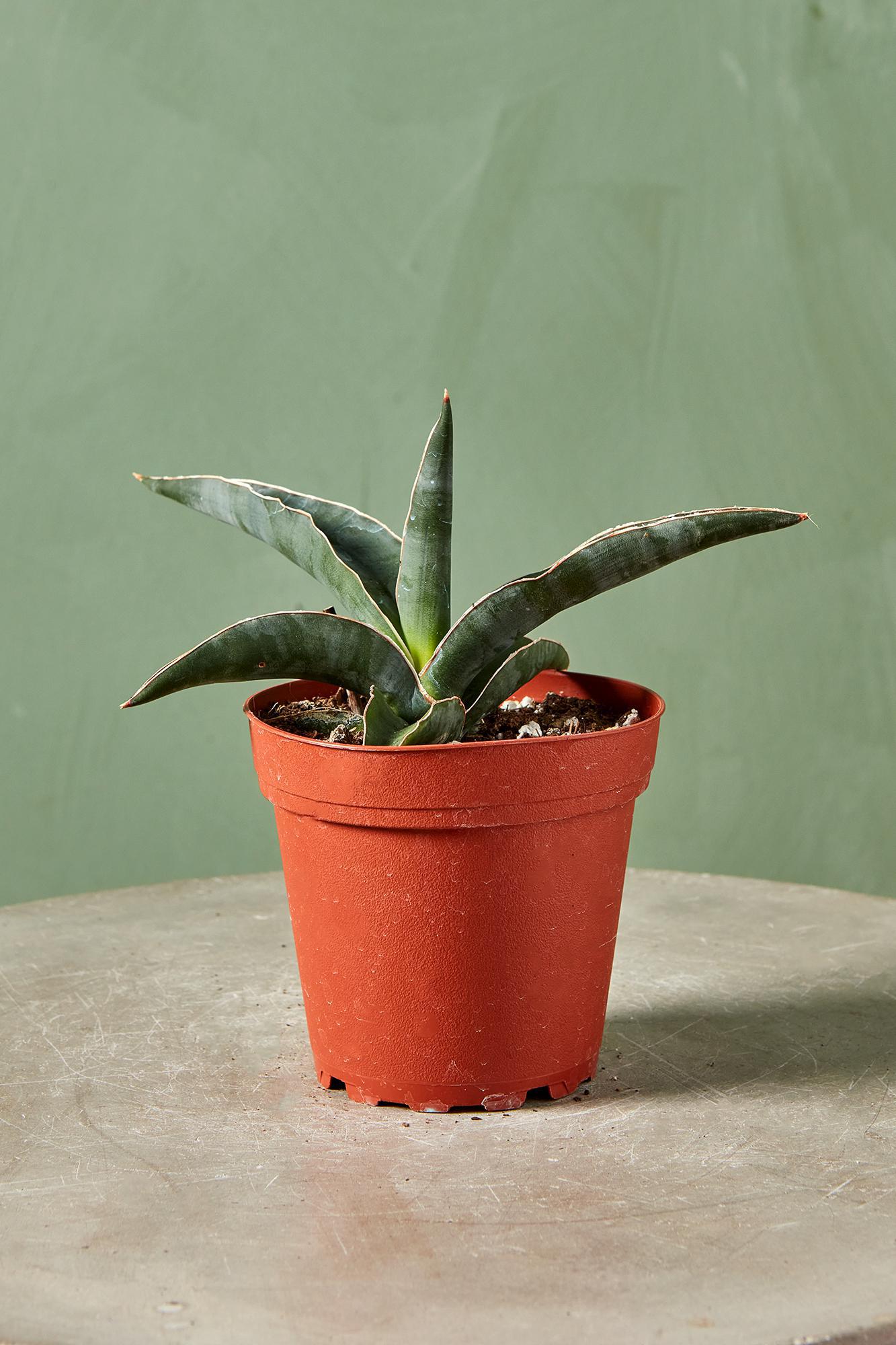 Snake Plant 'Robusta Blue'