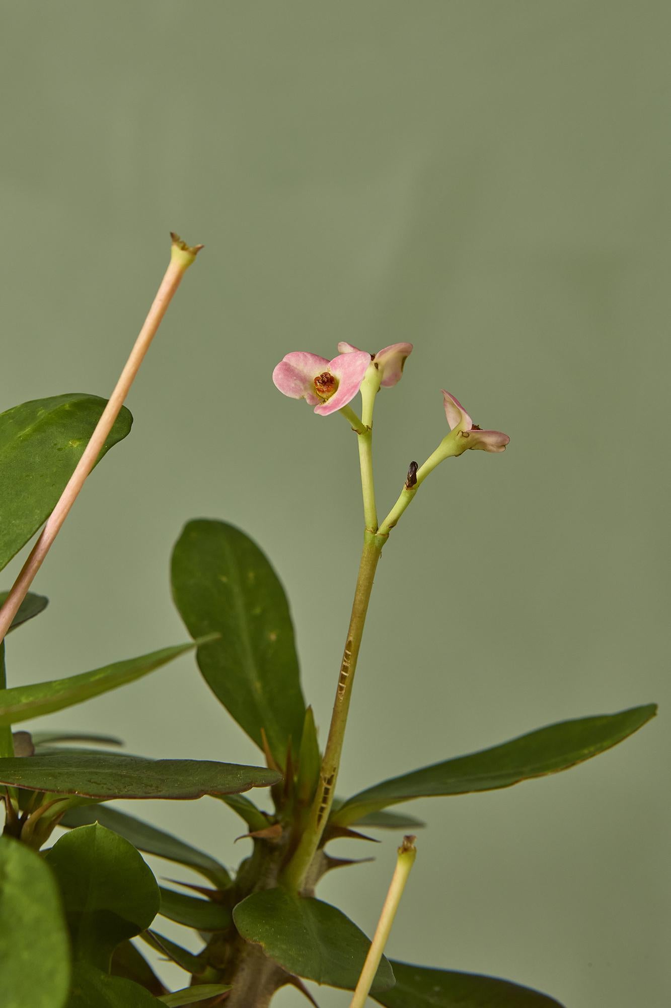 Crown-of-thorns