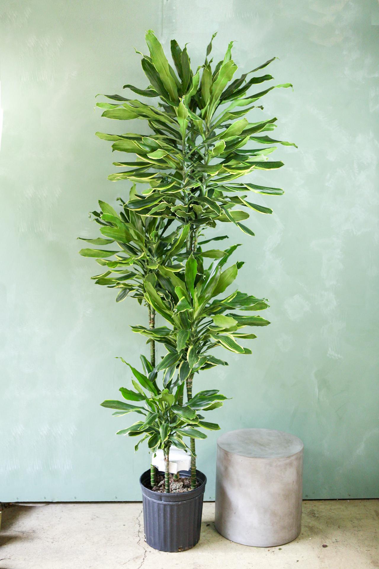 Dracaena 'Gold Dream'