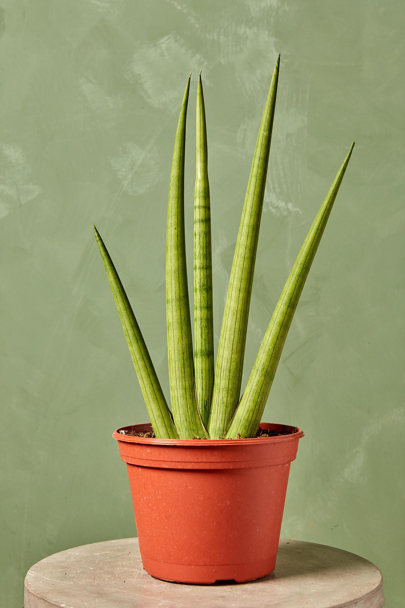 'Starfish' Snake Plant