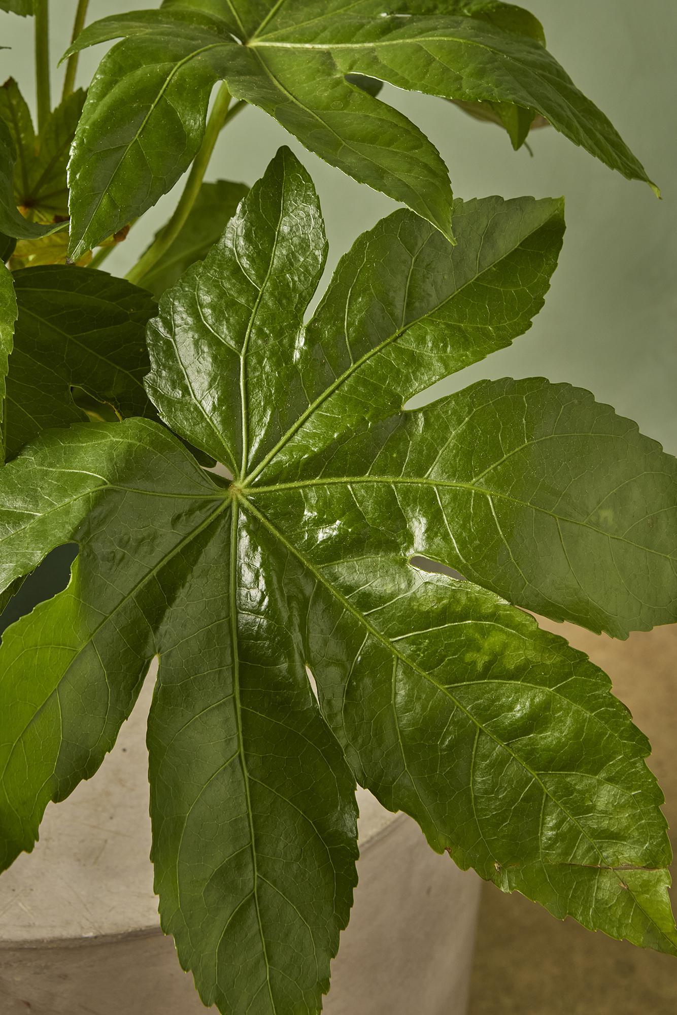 Japanese Aralia