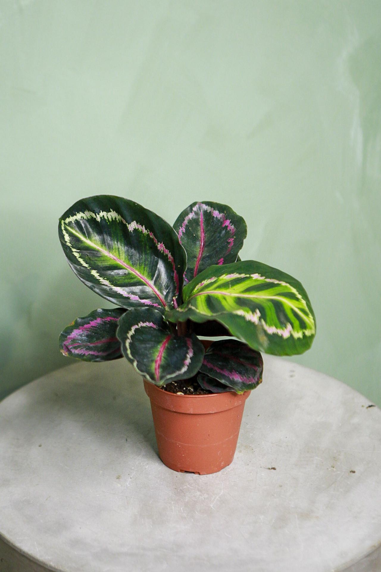 Calathea Medallion