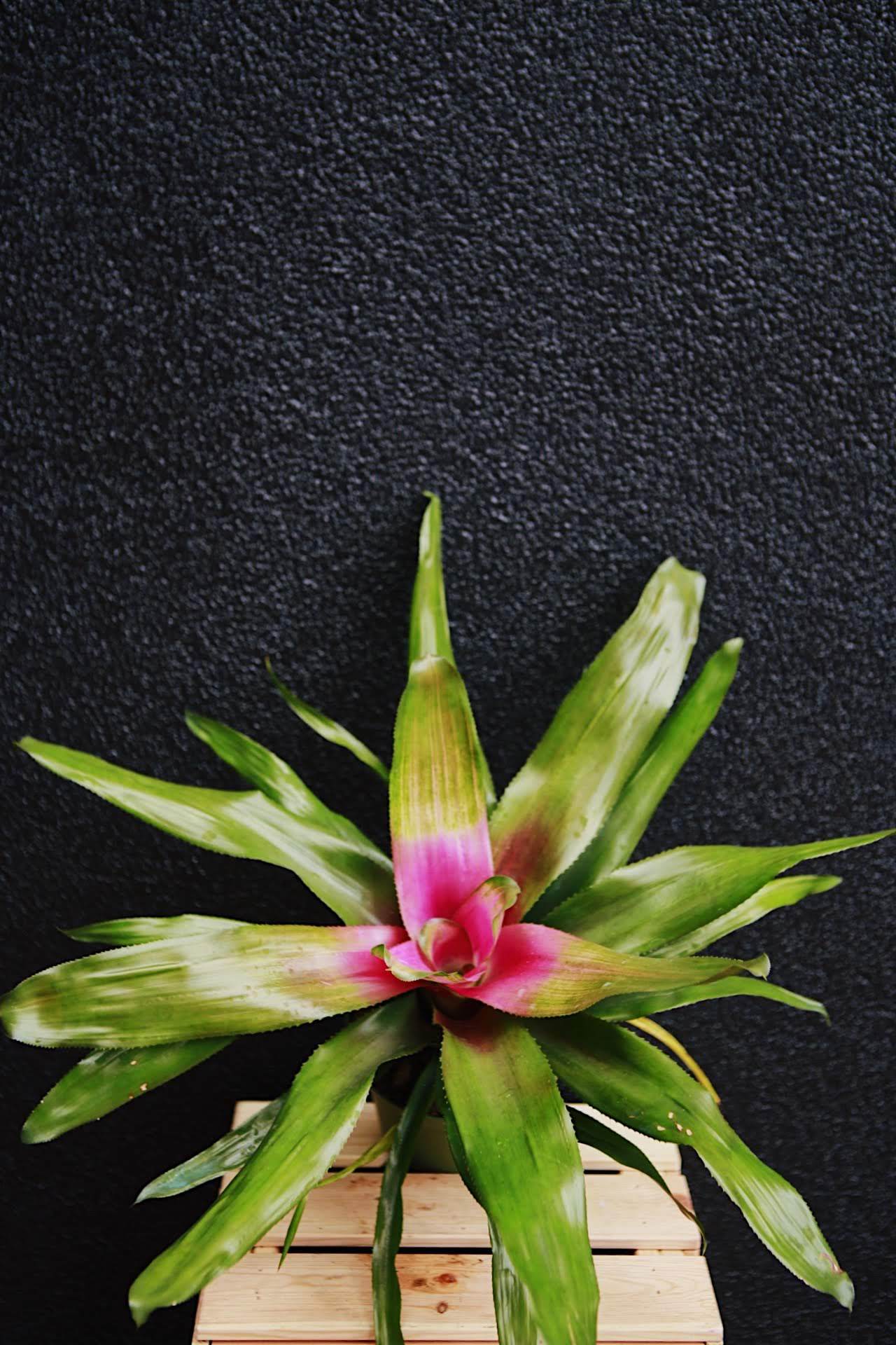 Neoregelia 6'