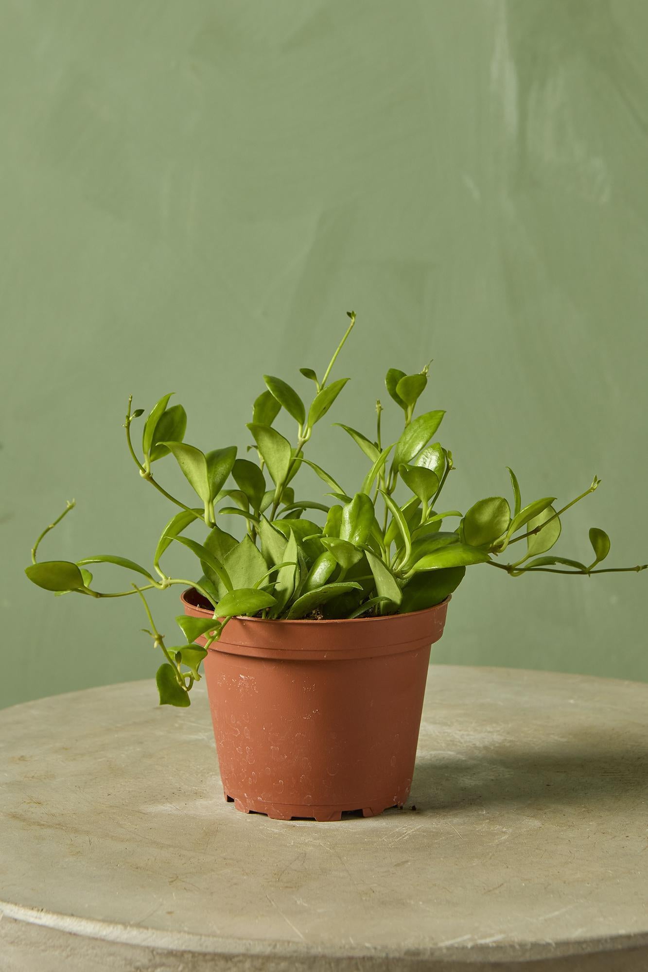 Hoya 'Heuschkeliana Green'