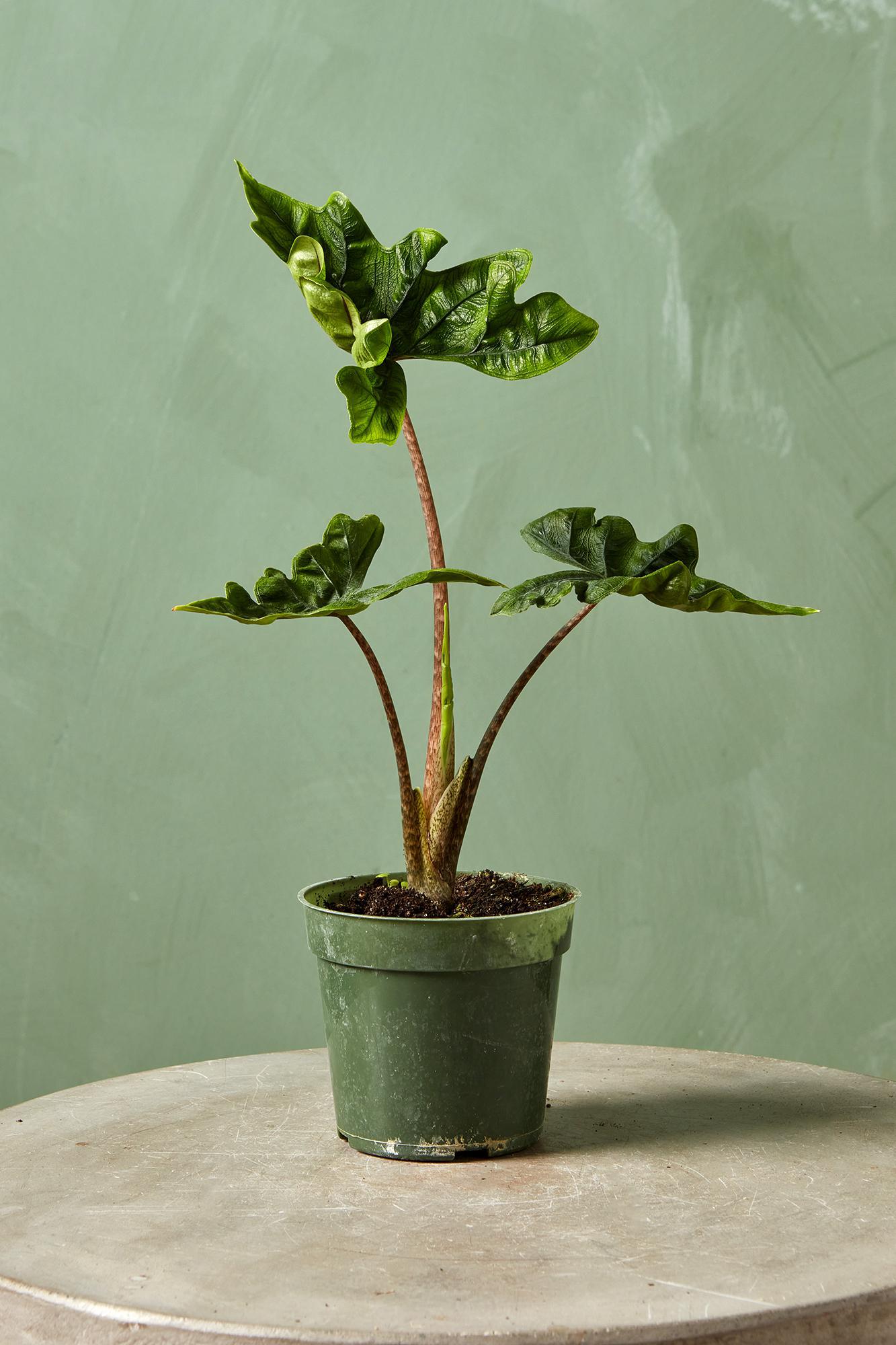 Alocasia sulawesi 'Jacklyn'