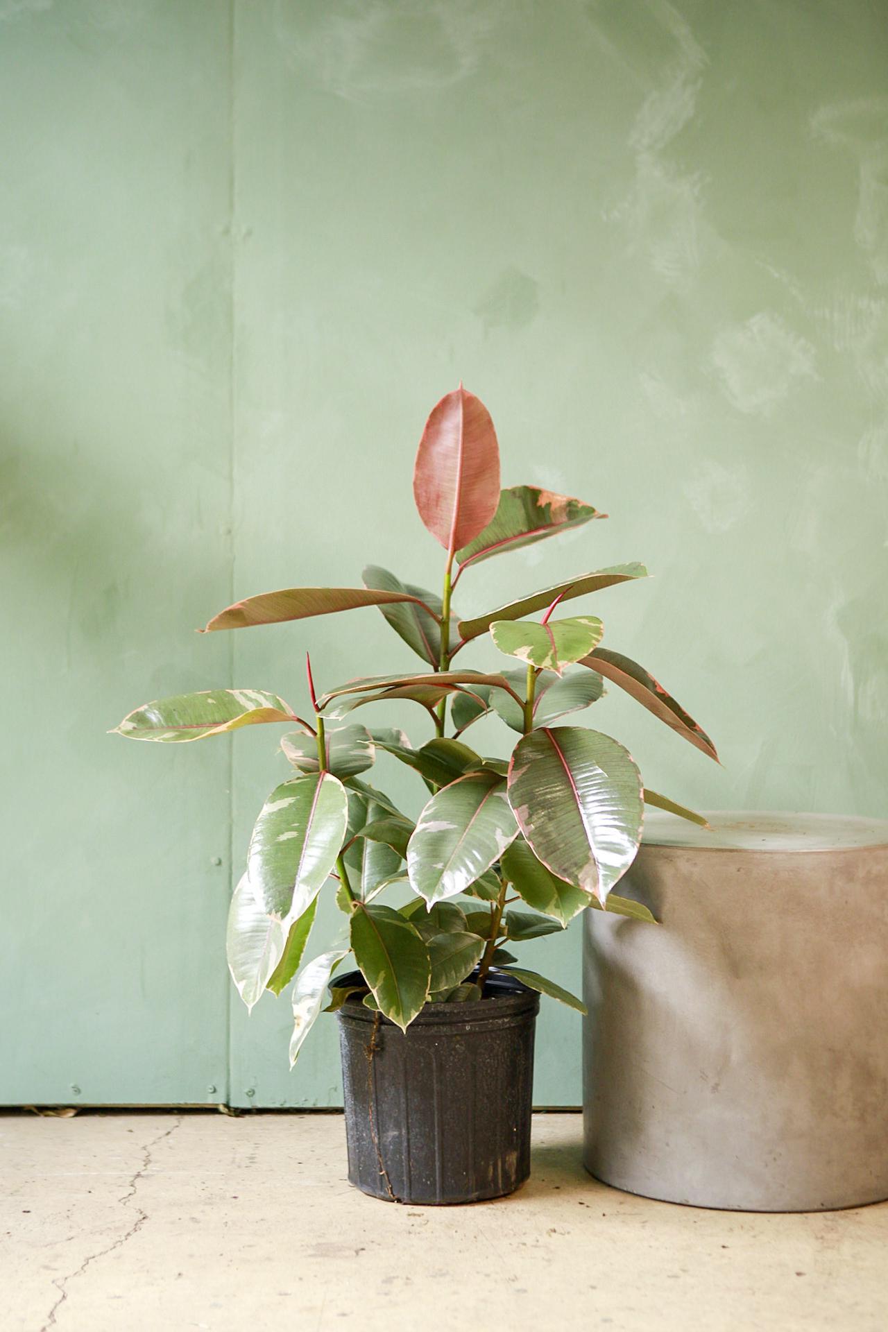 Ruby Red Rubber Plant