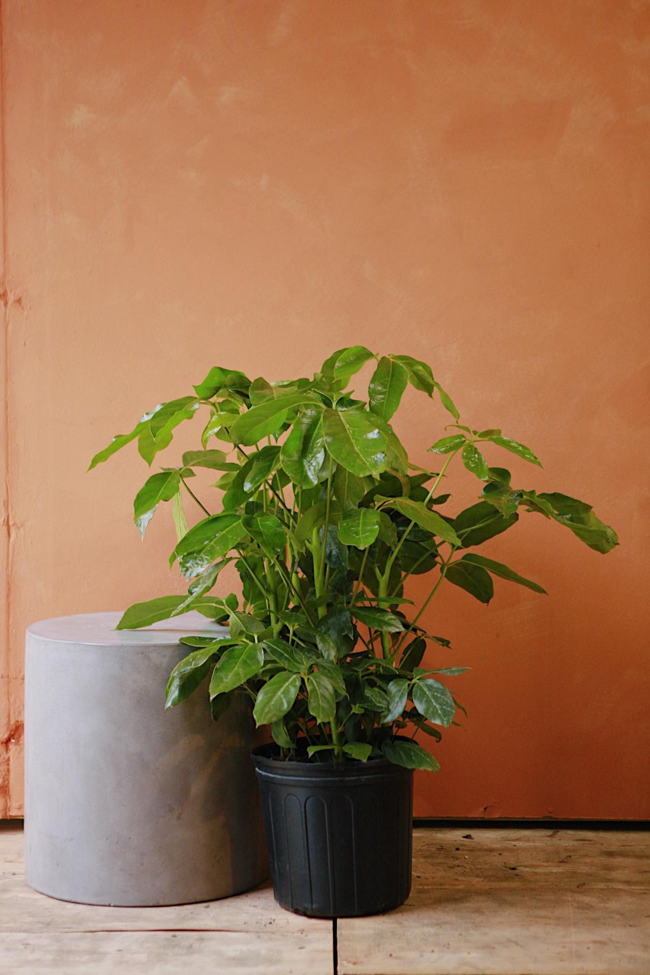 Australian Umbrella Tree