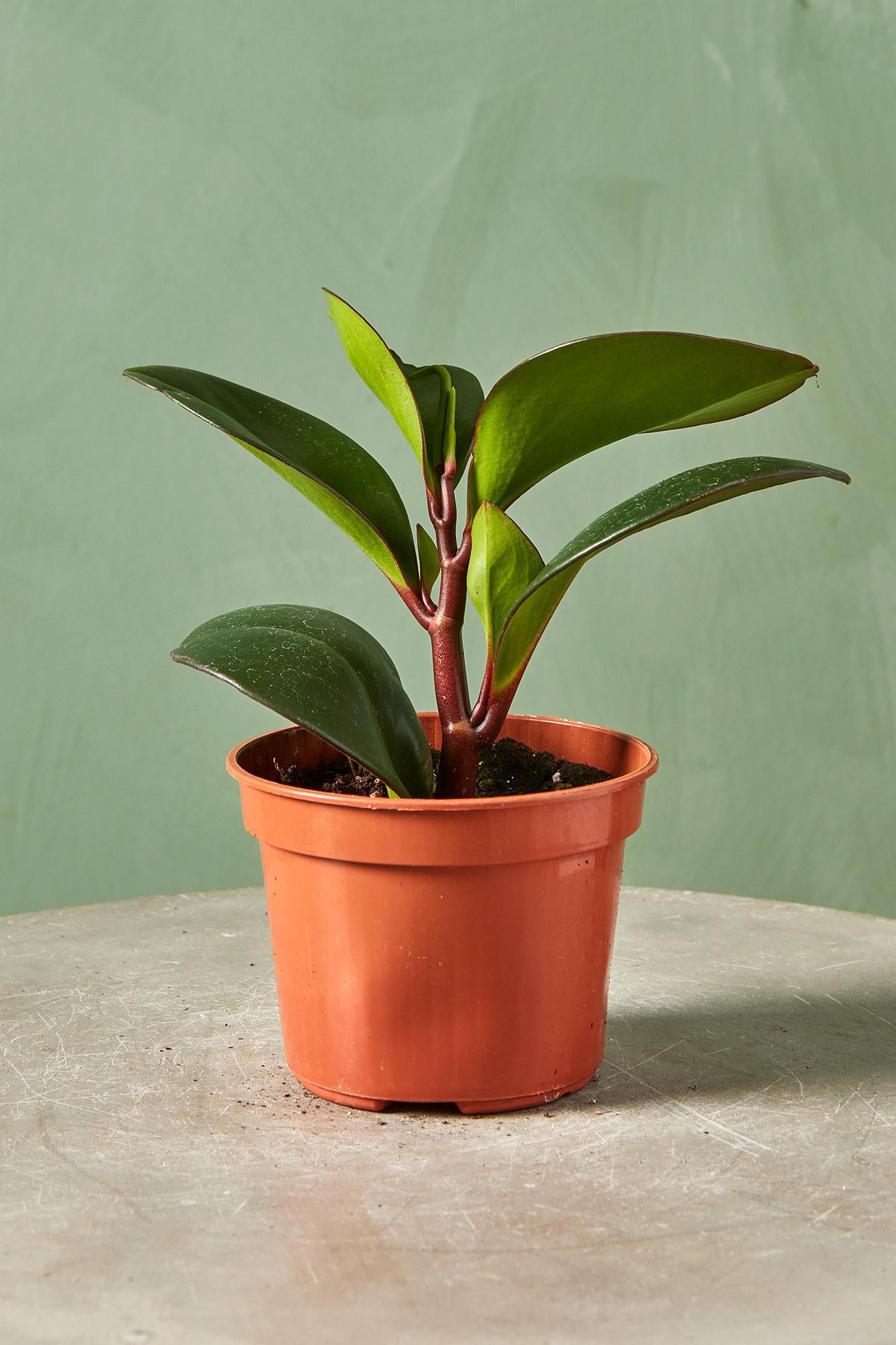 Peperomia 'Red Edge'