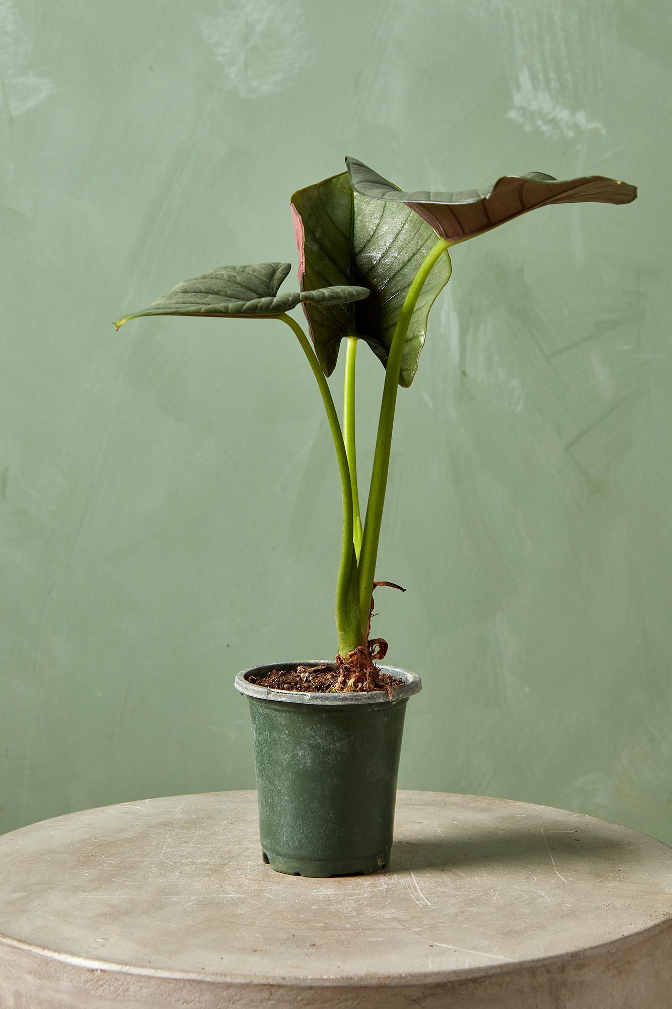 Alocasia 'Silver Velvet'