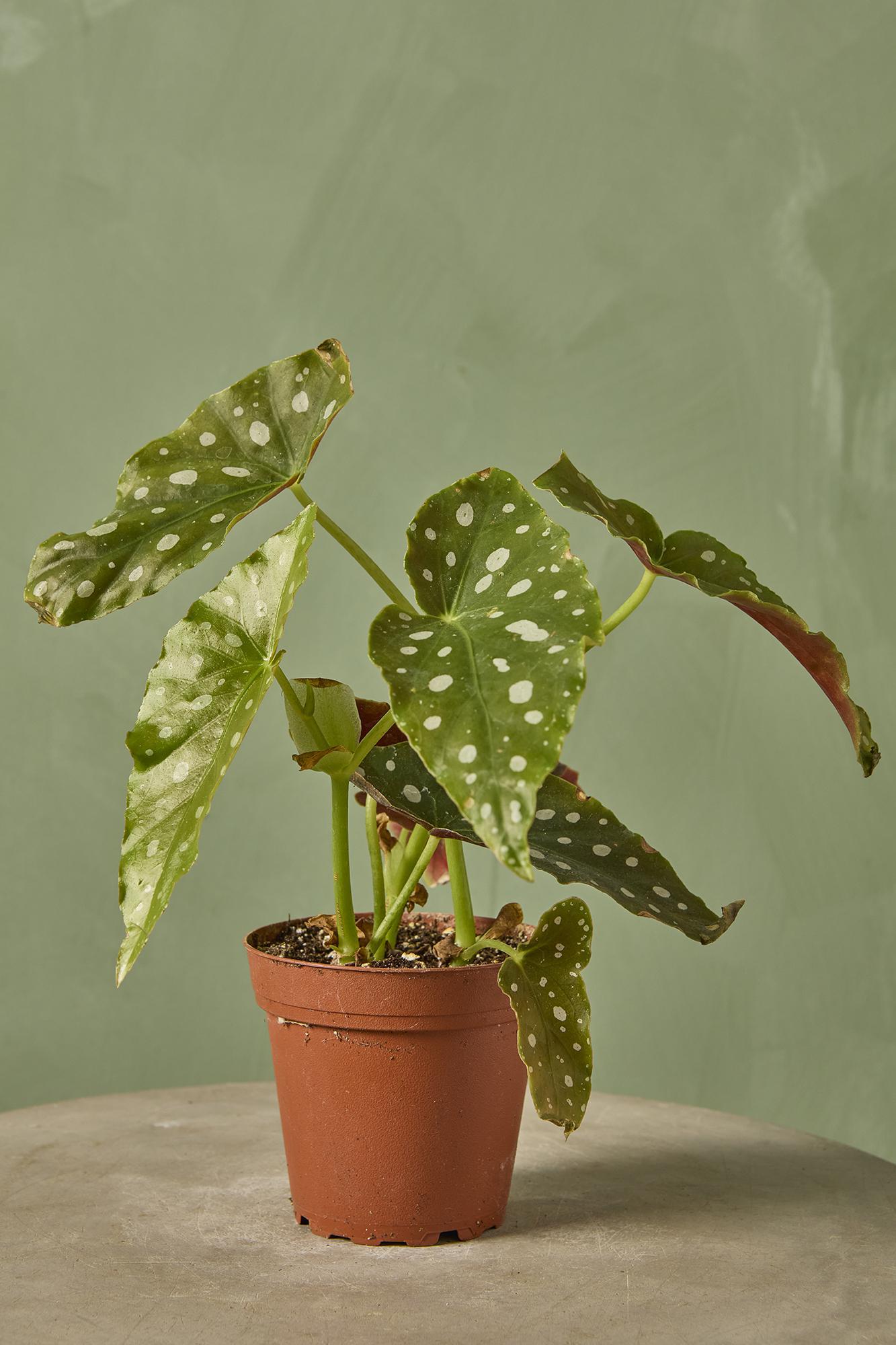 Polka-dot Begonia