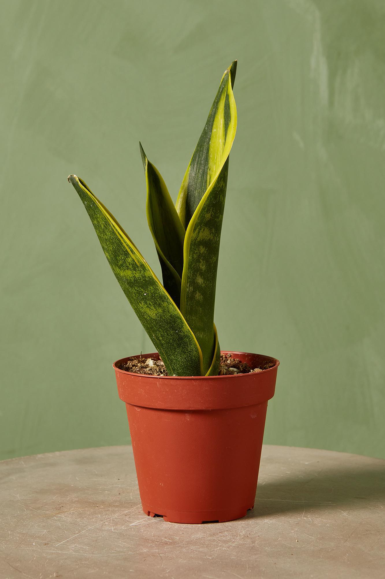 Snake Plant 'Flame'