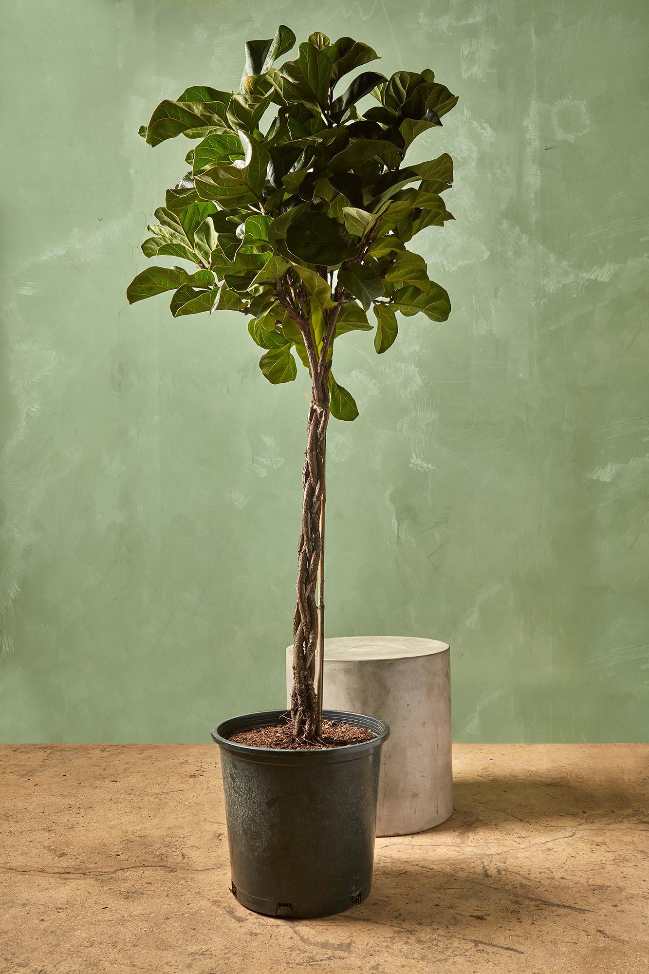 Fiddle Leaf Fig 'Little Sunshine'